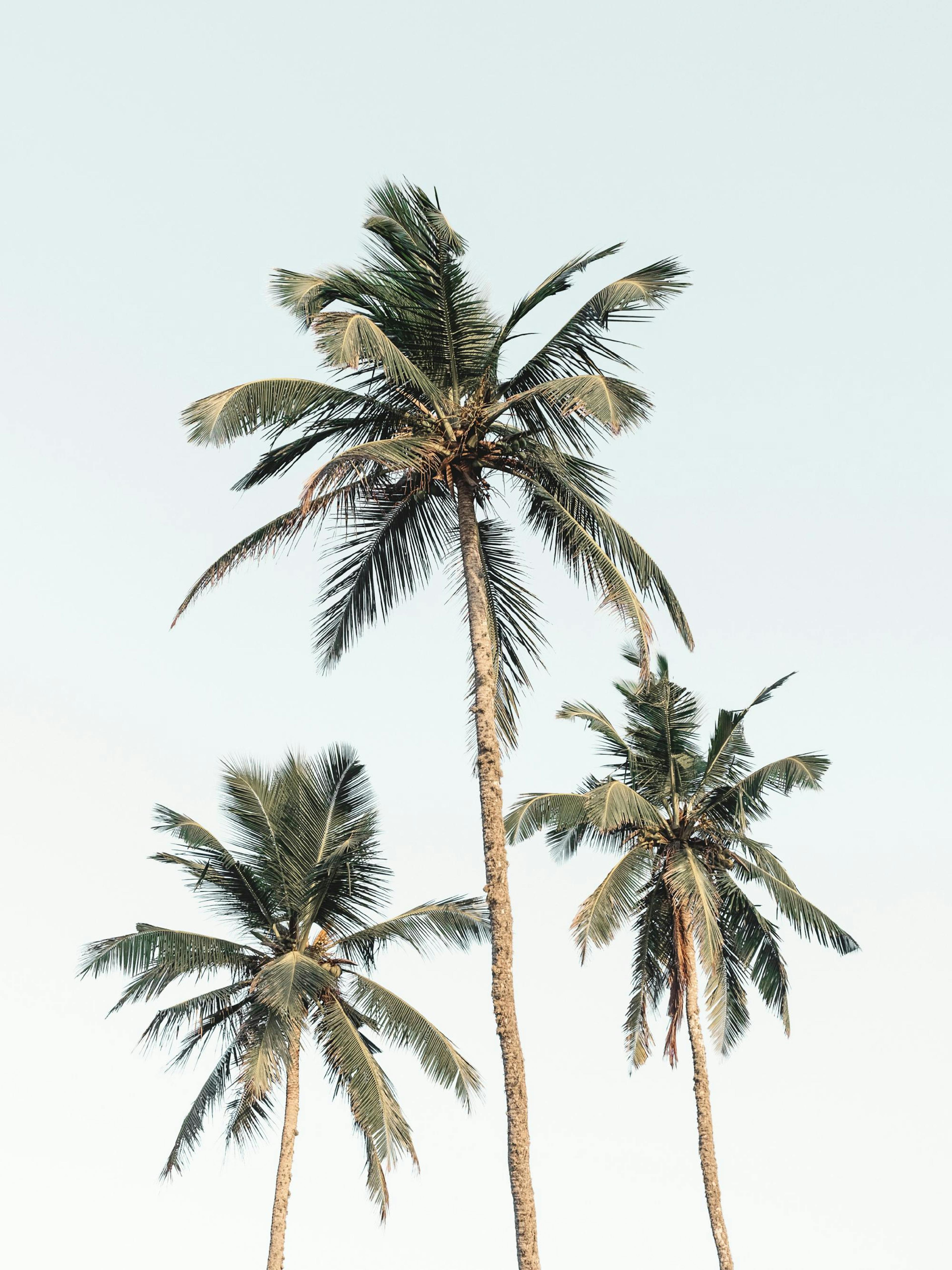 Un poster cu trei palmieri înalți, cu frunze verzi, pe un fundal albastru deschis, senin.