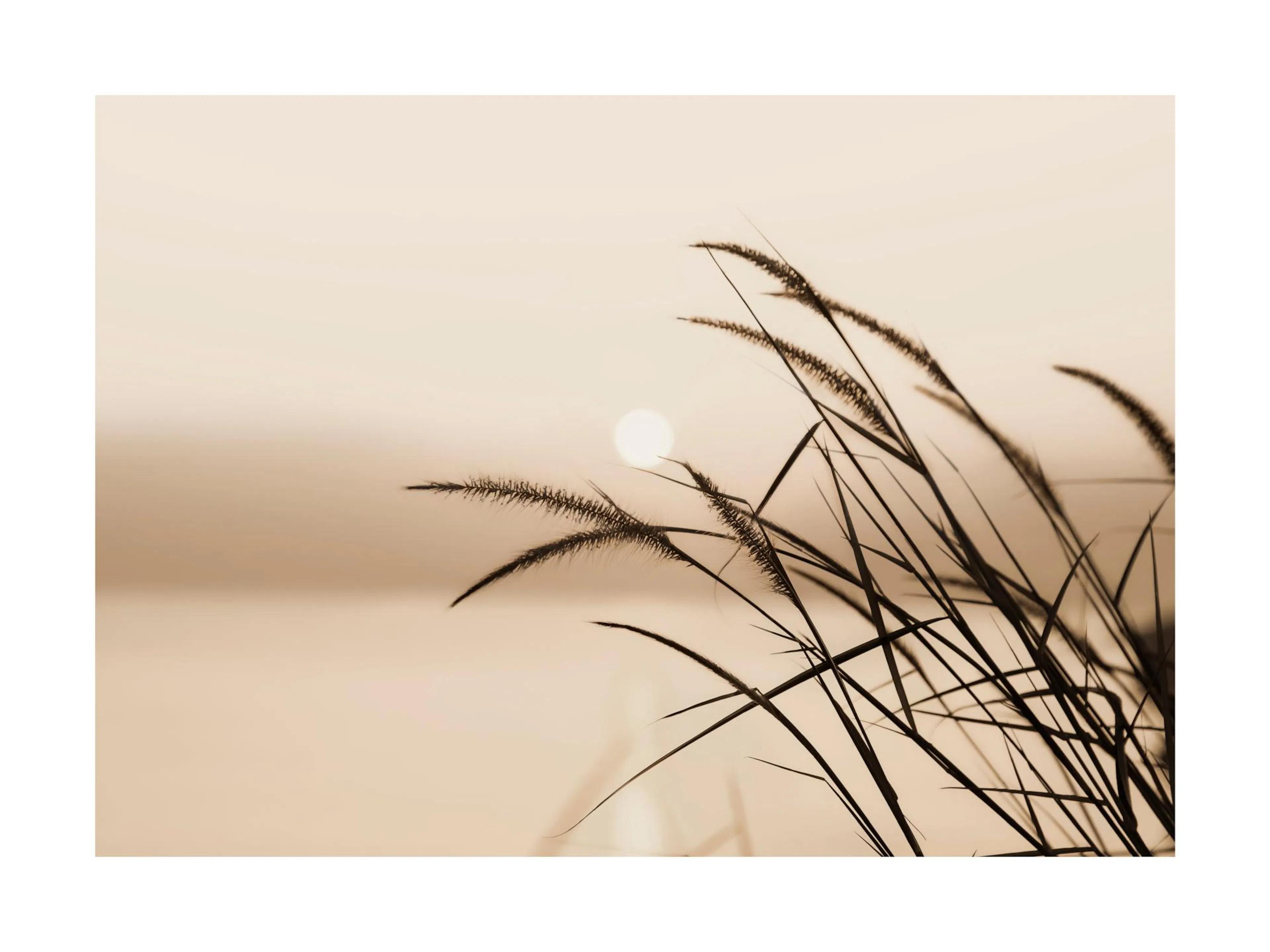 A sepia-toned poster of a bright sun setting behind silhouetted blades of tall grass and feathery stalks.