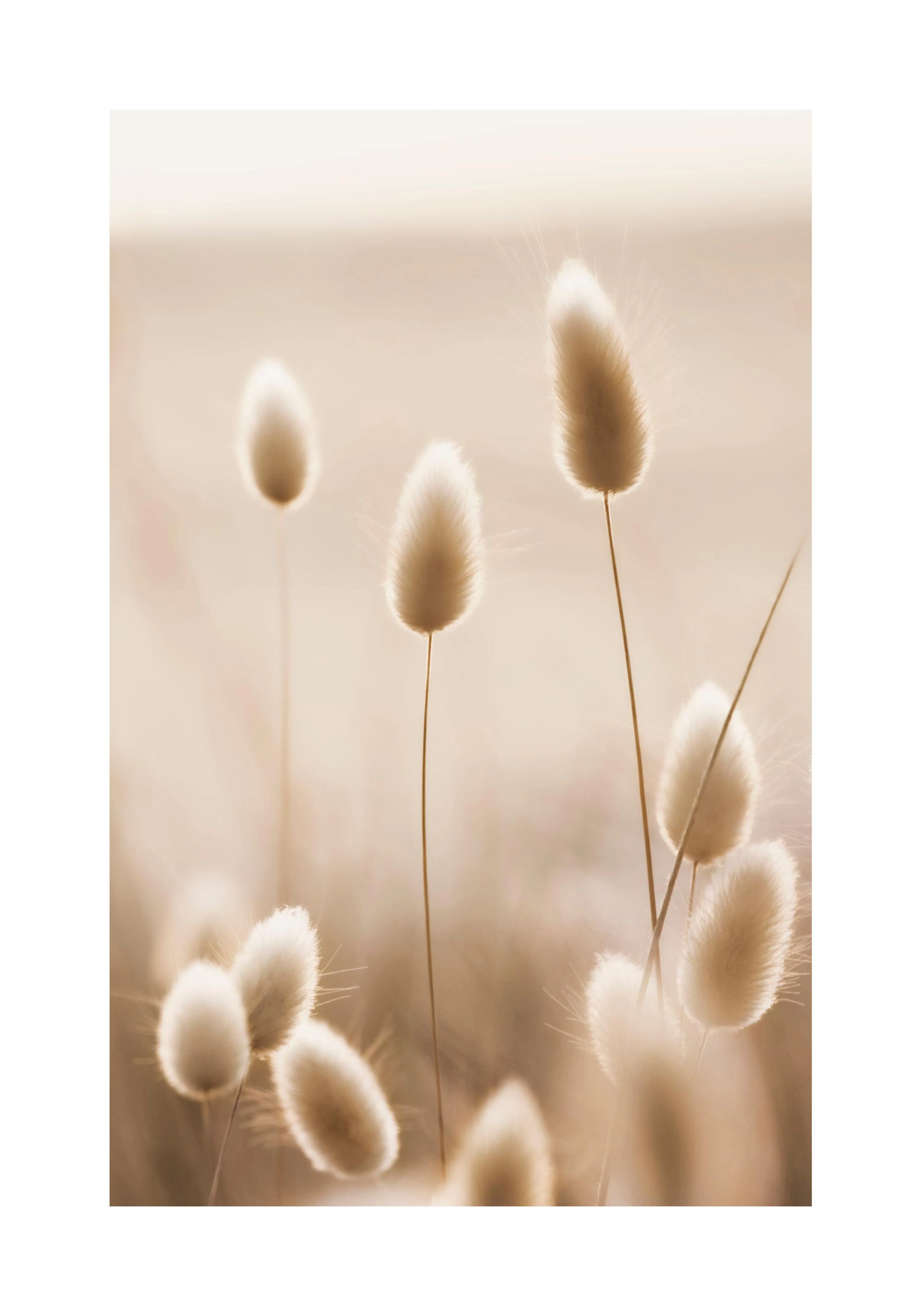 Póster de suaves flores de algodón con fondo beige y efecto desenfocado.