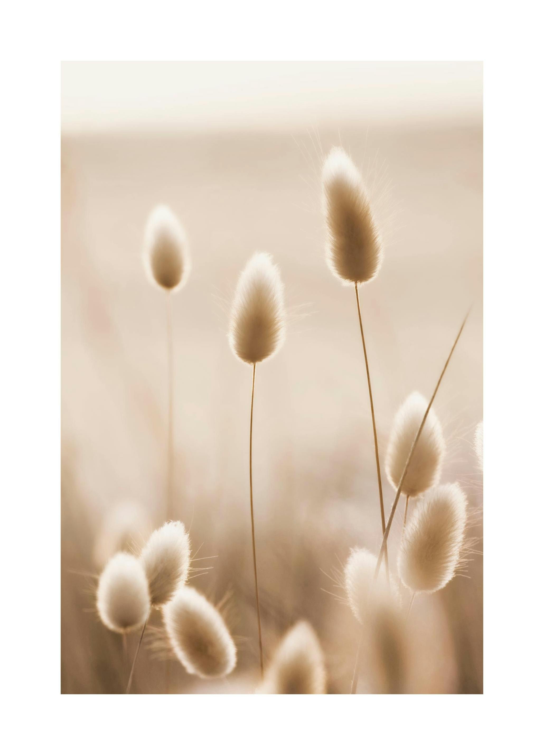 Bunny Tail Grass Poster (21x30 cm) - Poster Store