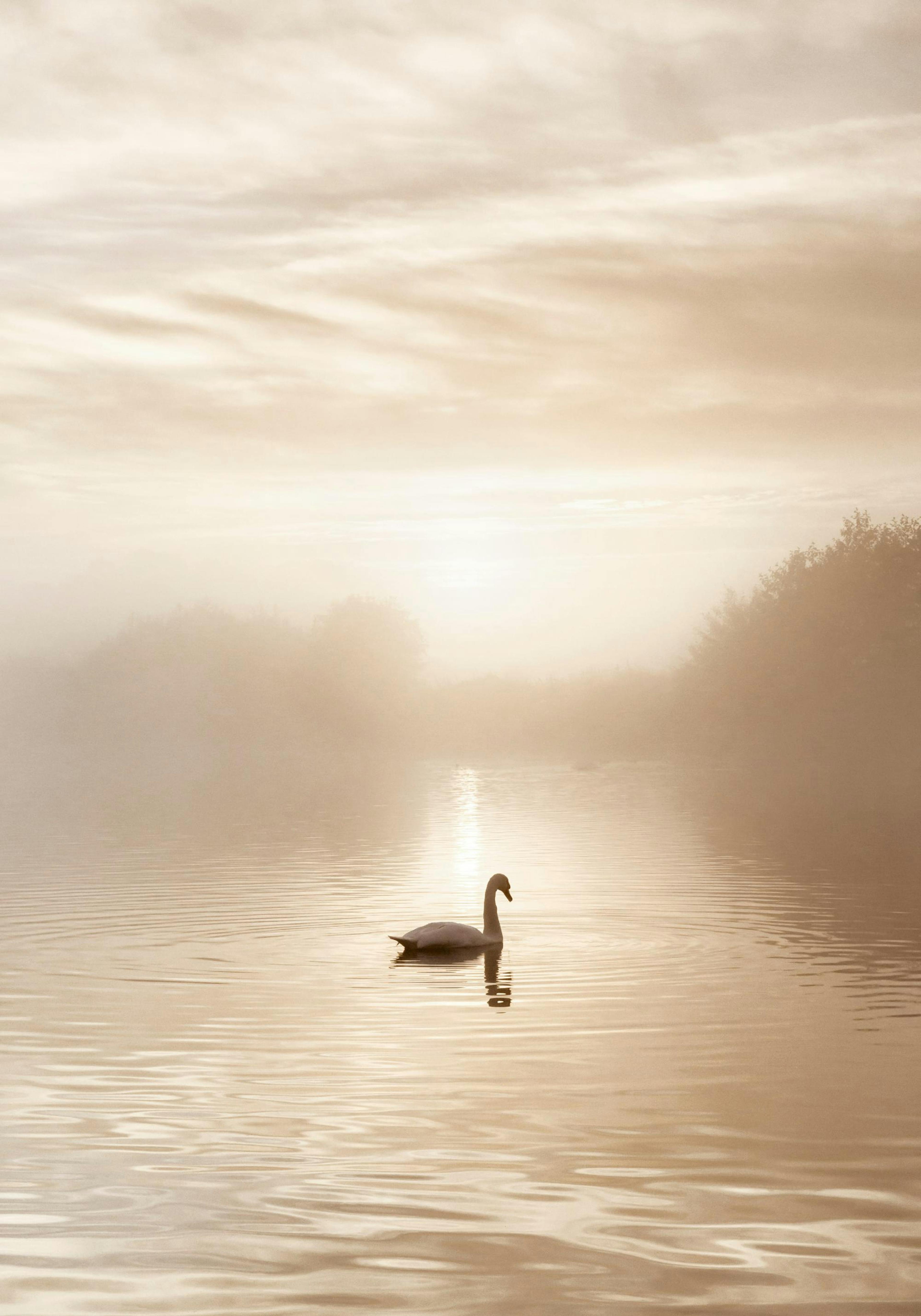 Swan Lake Poster 0