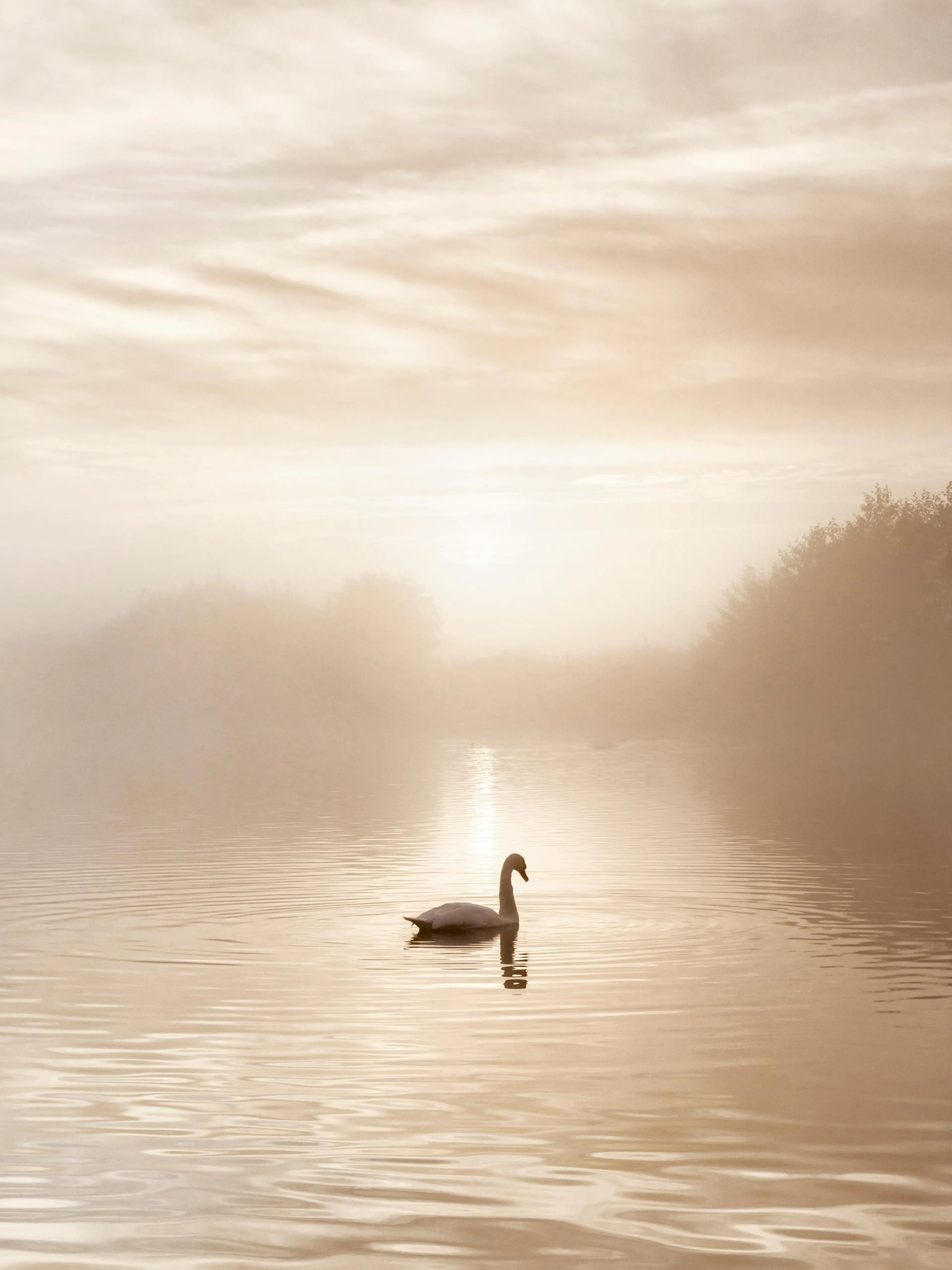 Poster dun cygne solitaire nageant sur un lac brumeux au lever du soleil doré.