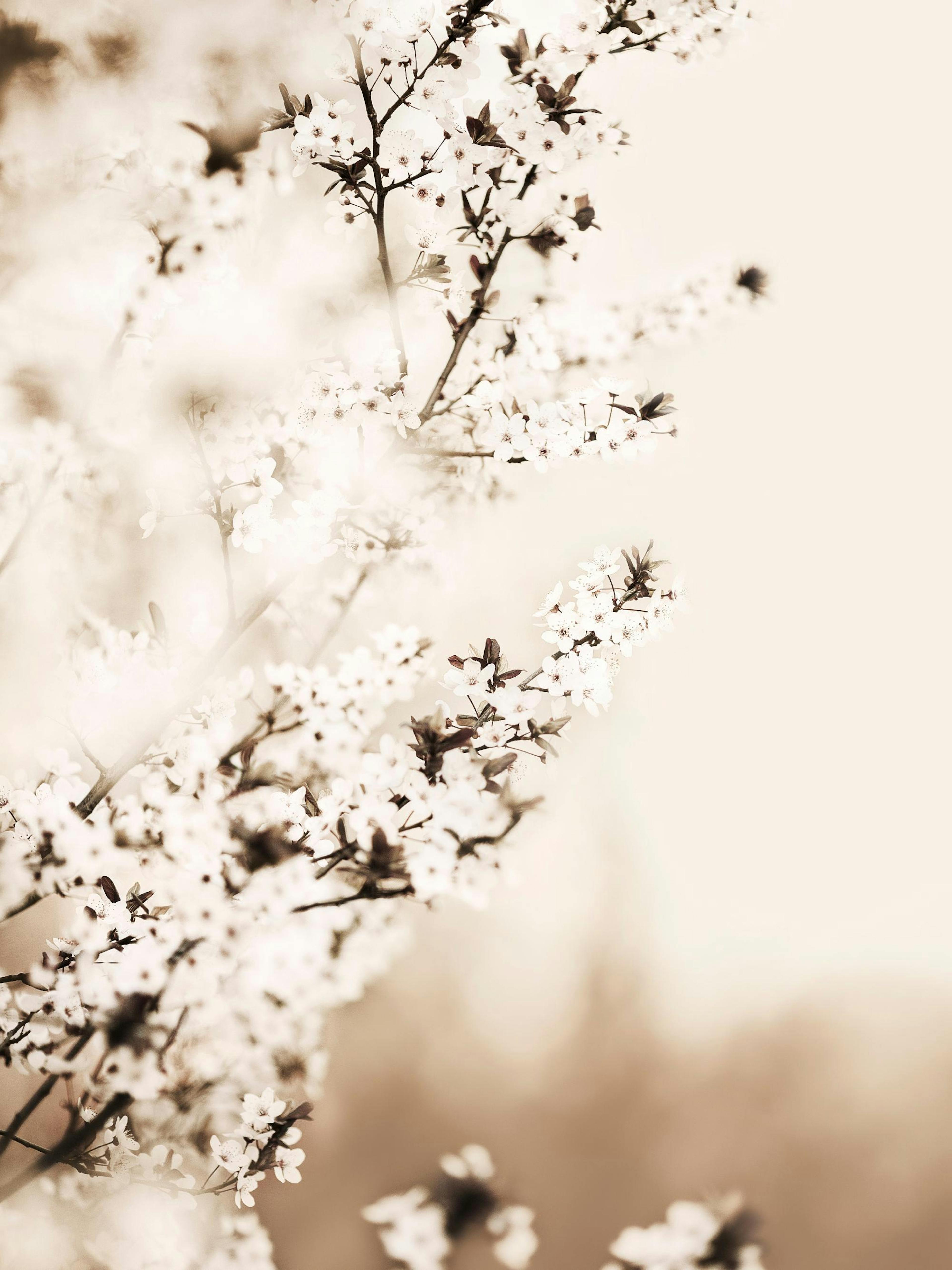 White Cherry Blossom Poster 0