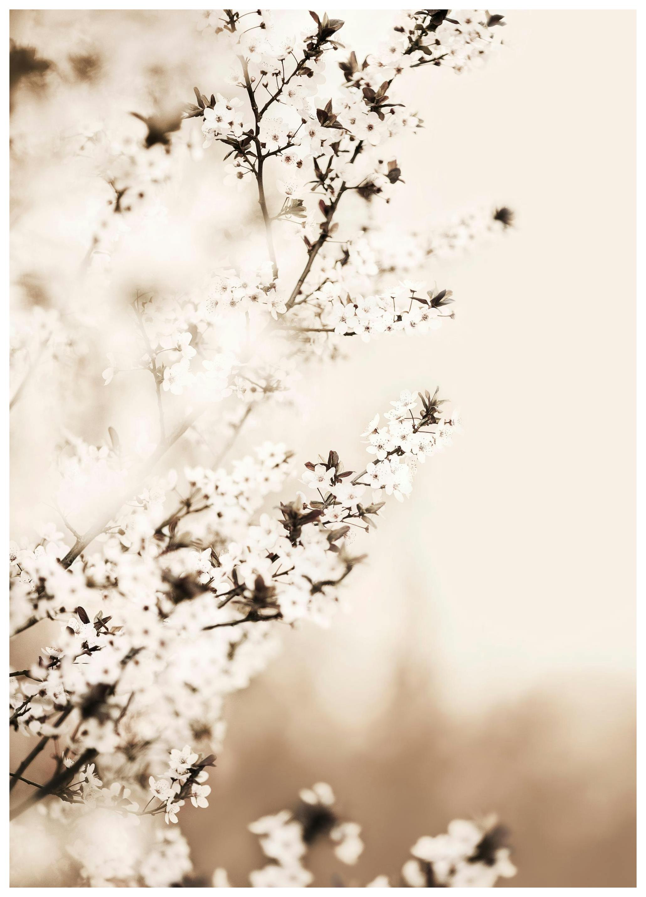Witte Kersenbloesem Poster (21x30 cm) - Poster Store