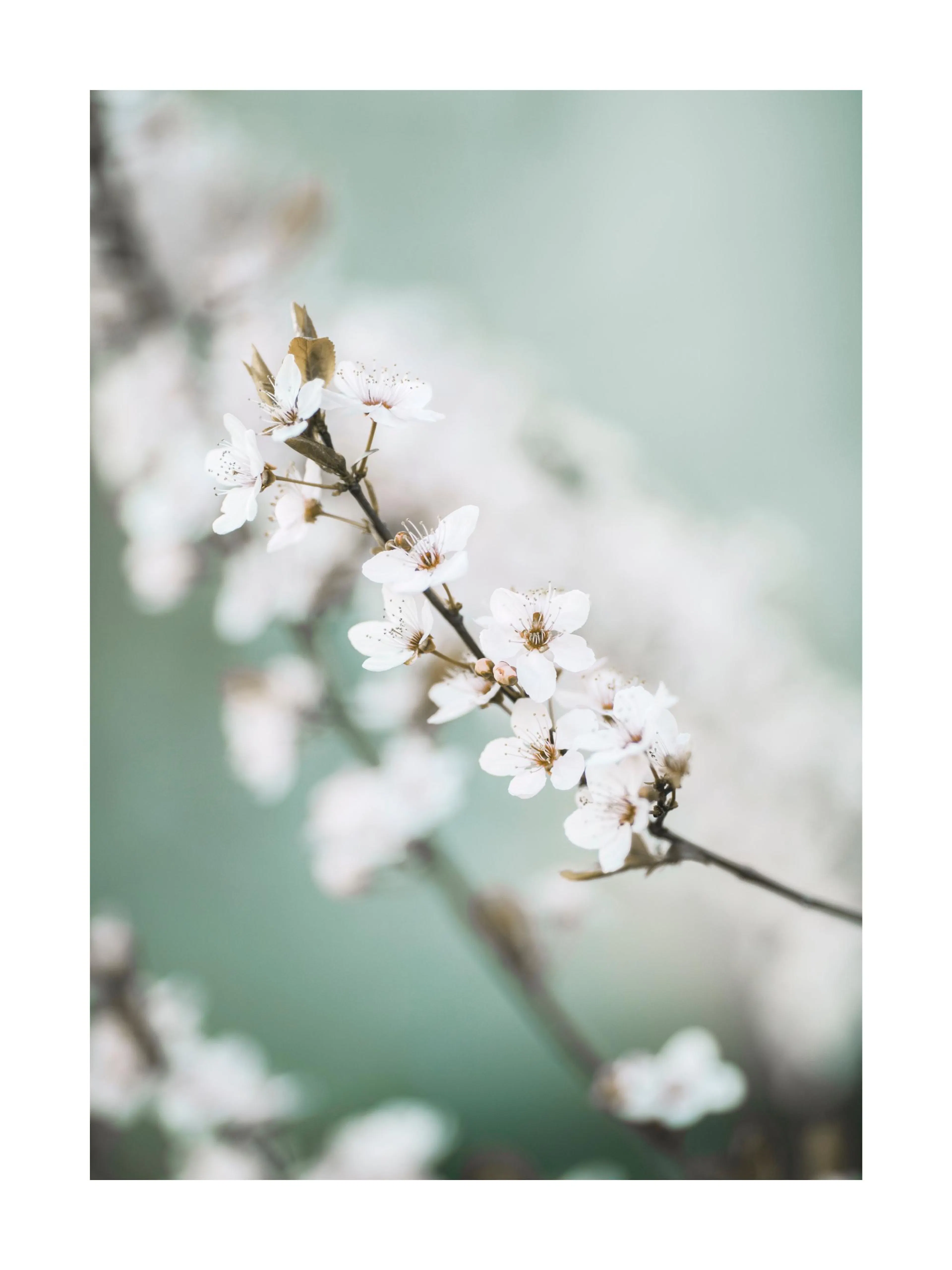 A poster of delicate white cherry blossoms on a branch with a soft, light green background.