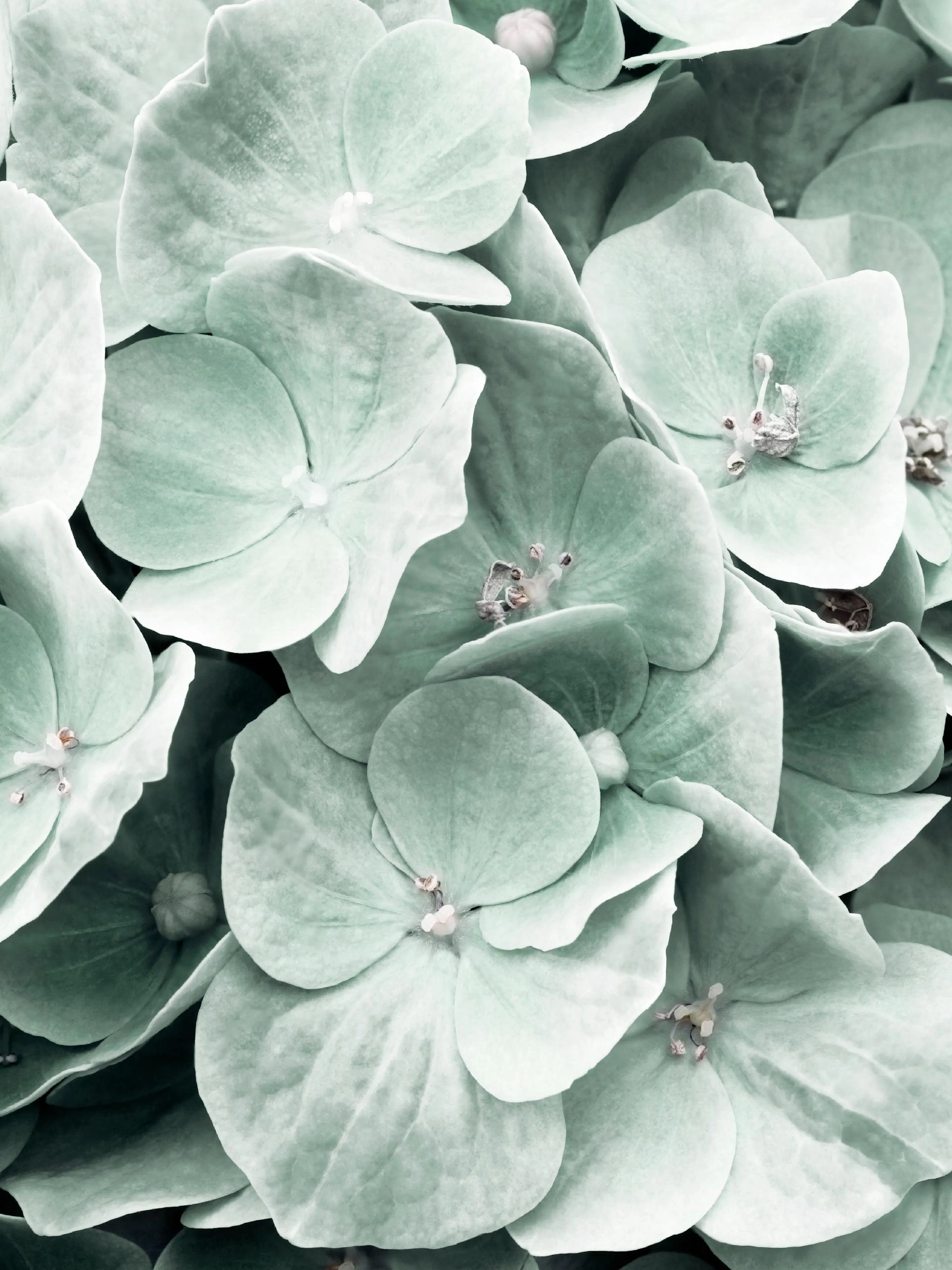 Poster de fleurs dhortensia vert menthe pastel avec des pétales détaillés et des pistils blancs.