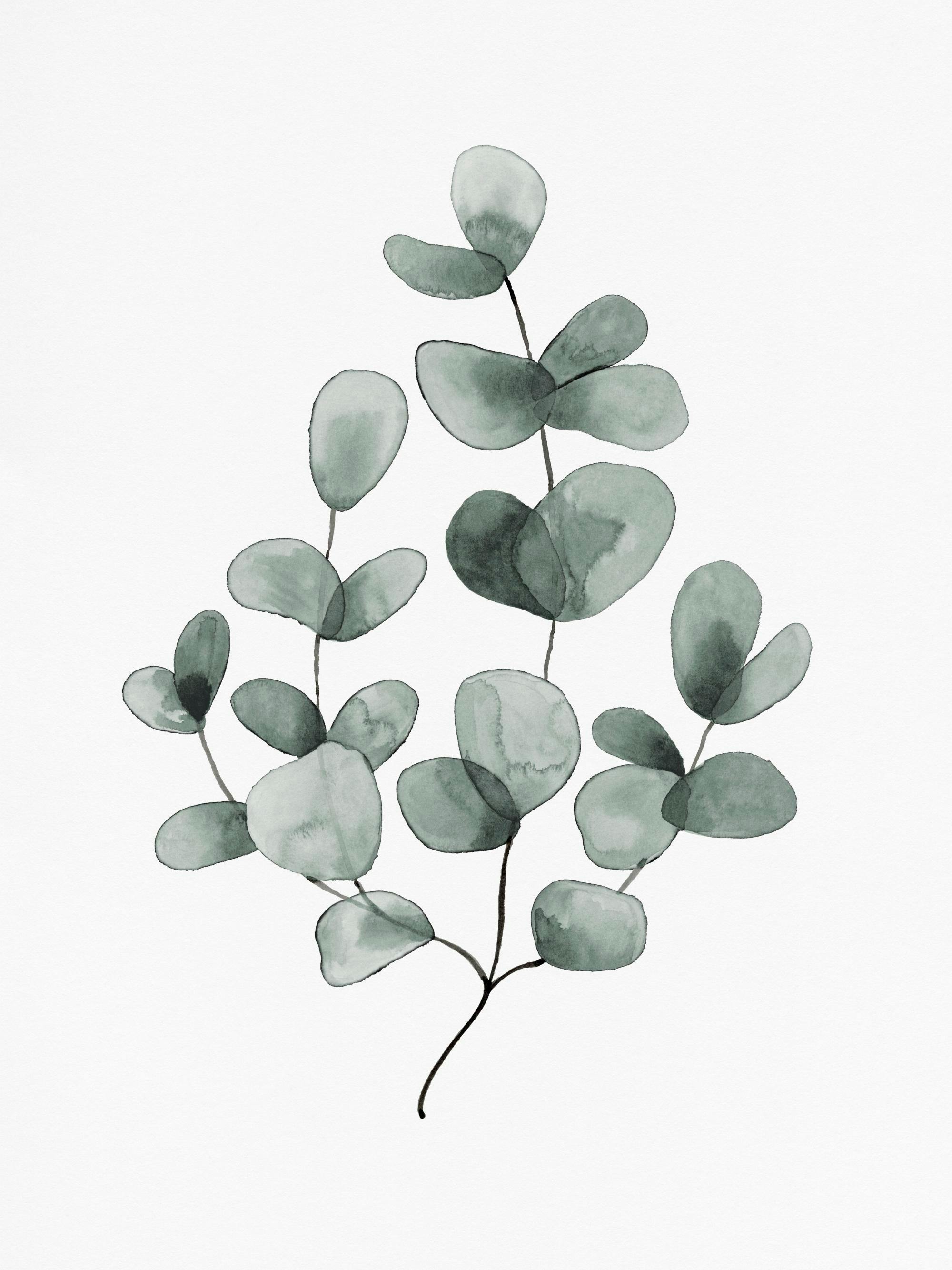 Póster con ilustración acuarela de ramas de eucalipto en tonos verdes sobre fondo blanco.