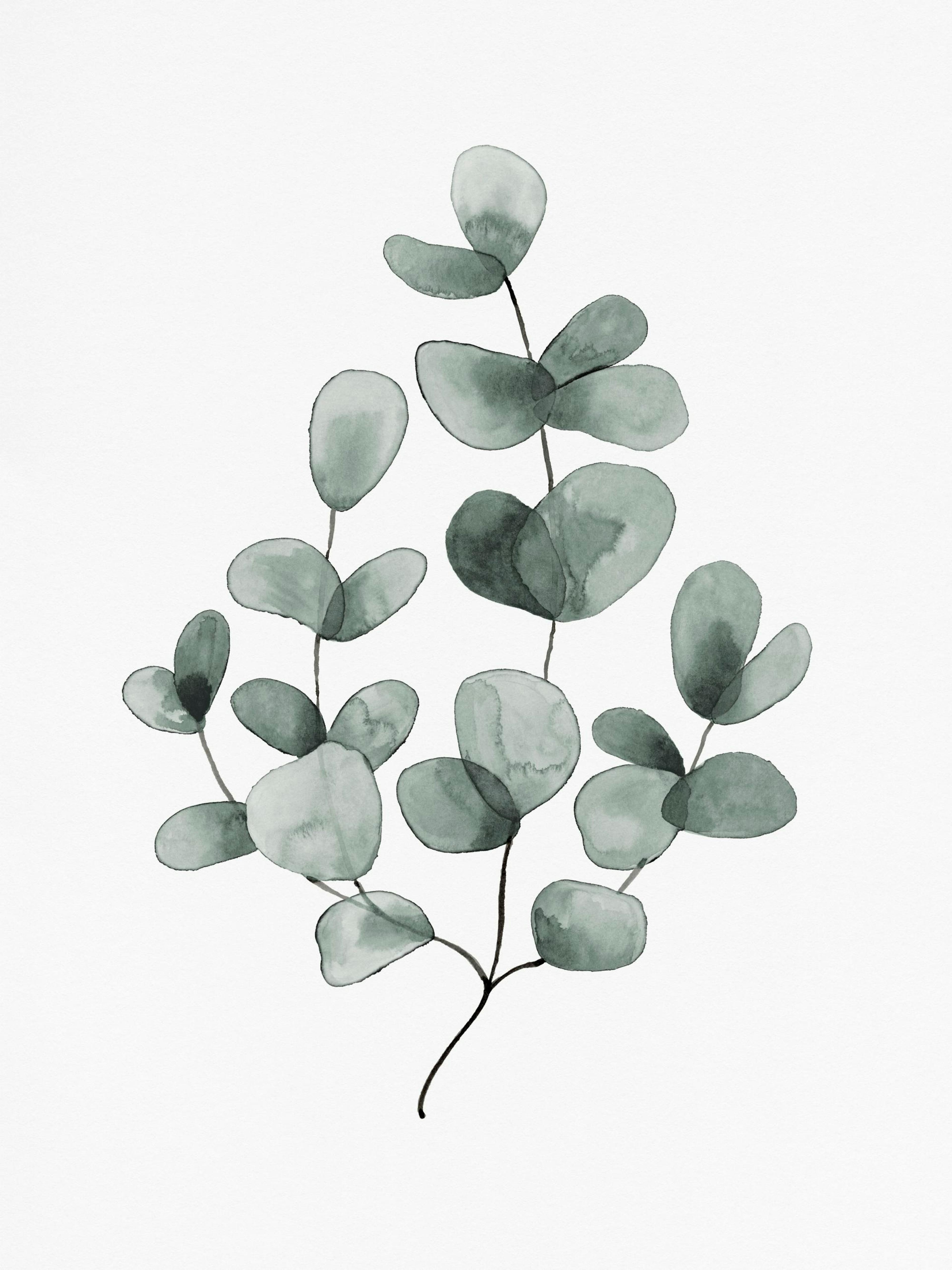 Eukalyptus No1 Poster 0