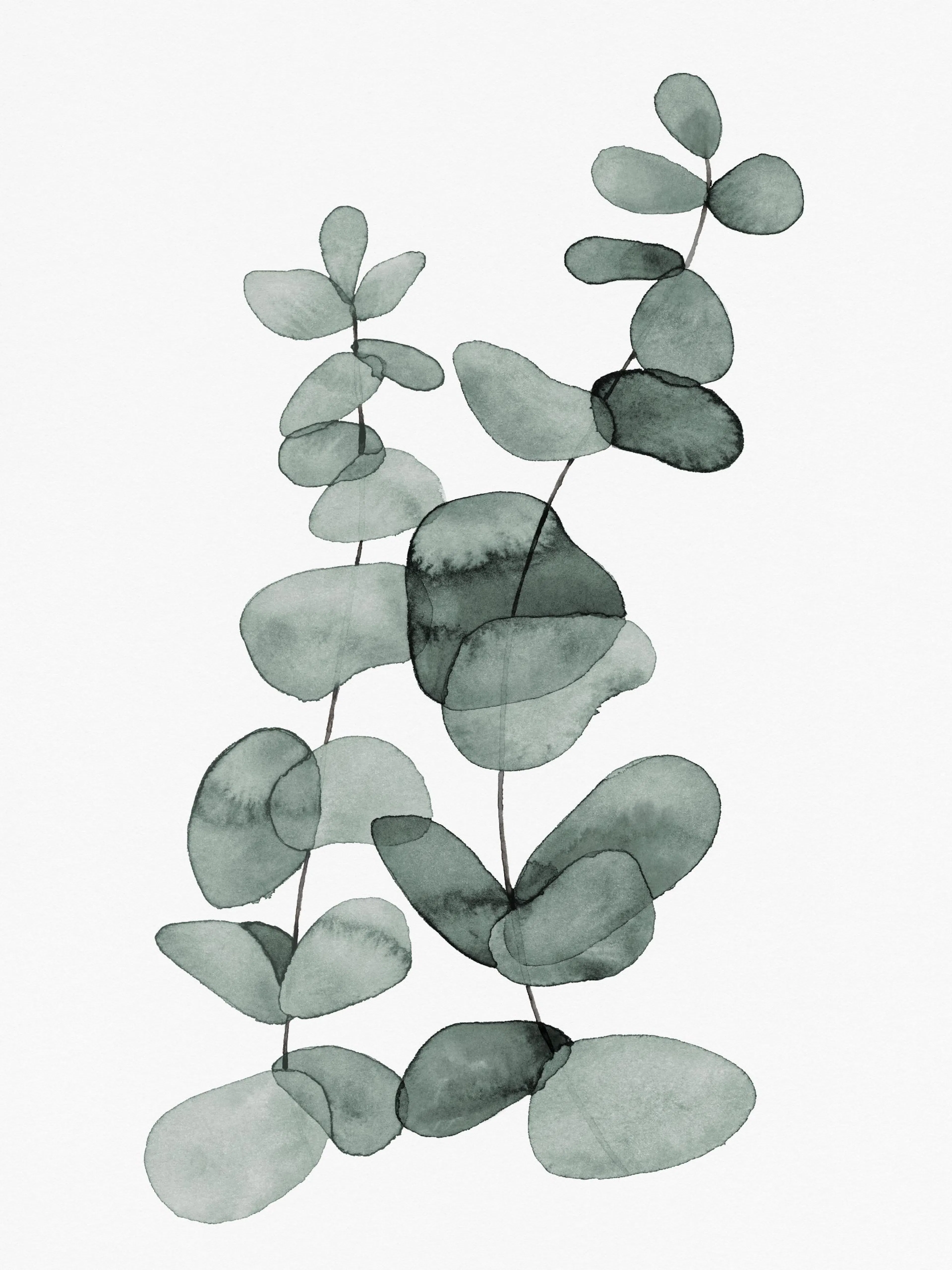 A poster featuring watercolor eucalyptus leaves in shades of green, inspired by nature.