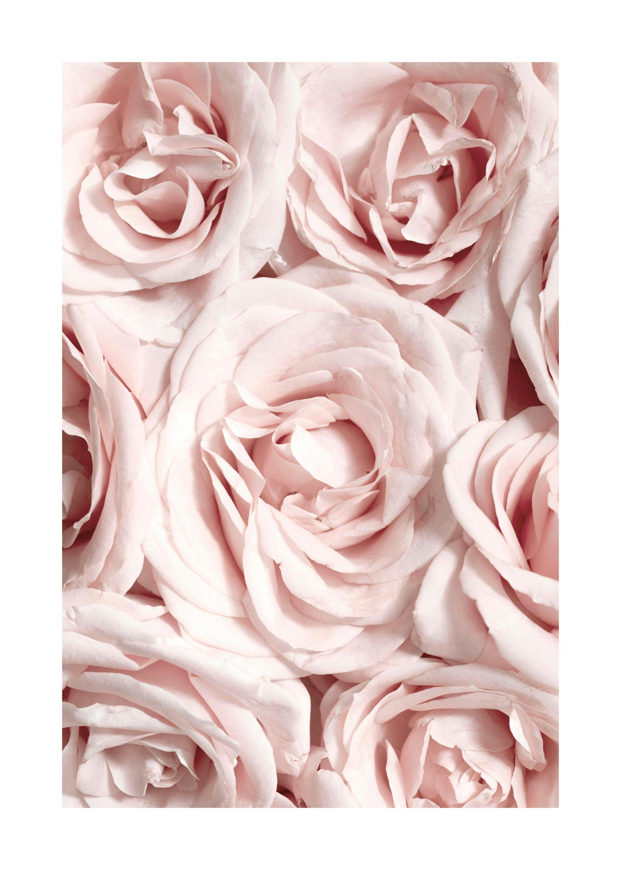A poster featuring a close-up of light pink rose blooms with soft, delicate petals overlapping.