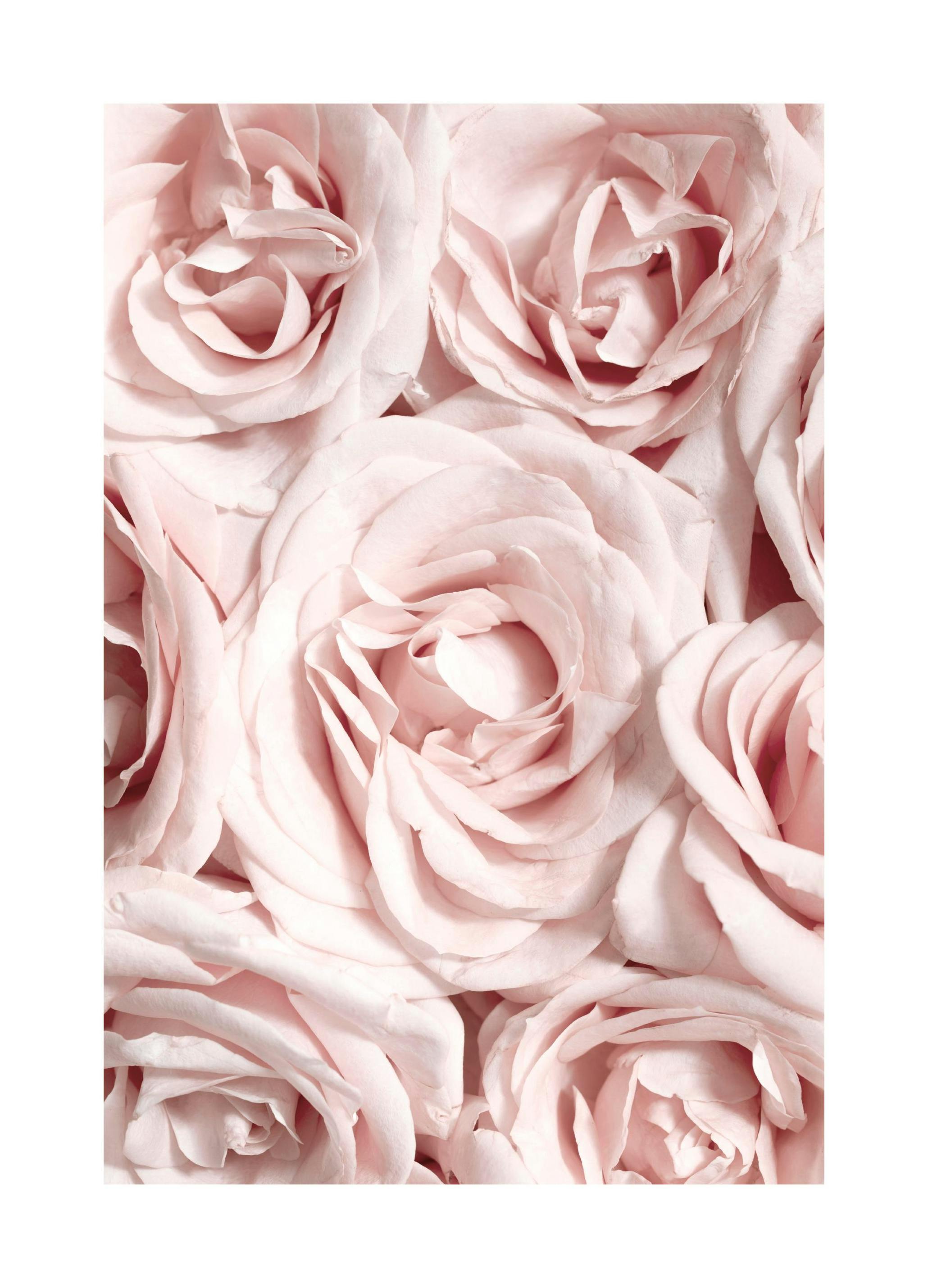 Prints Wall of Roses Poster (21x30 cm) - Poster Store