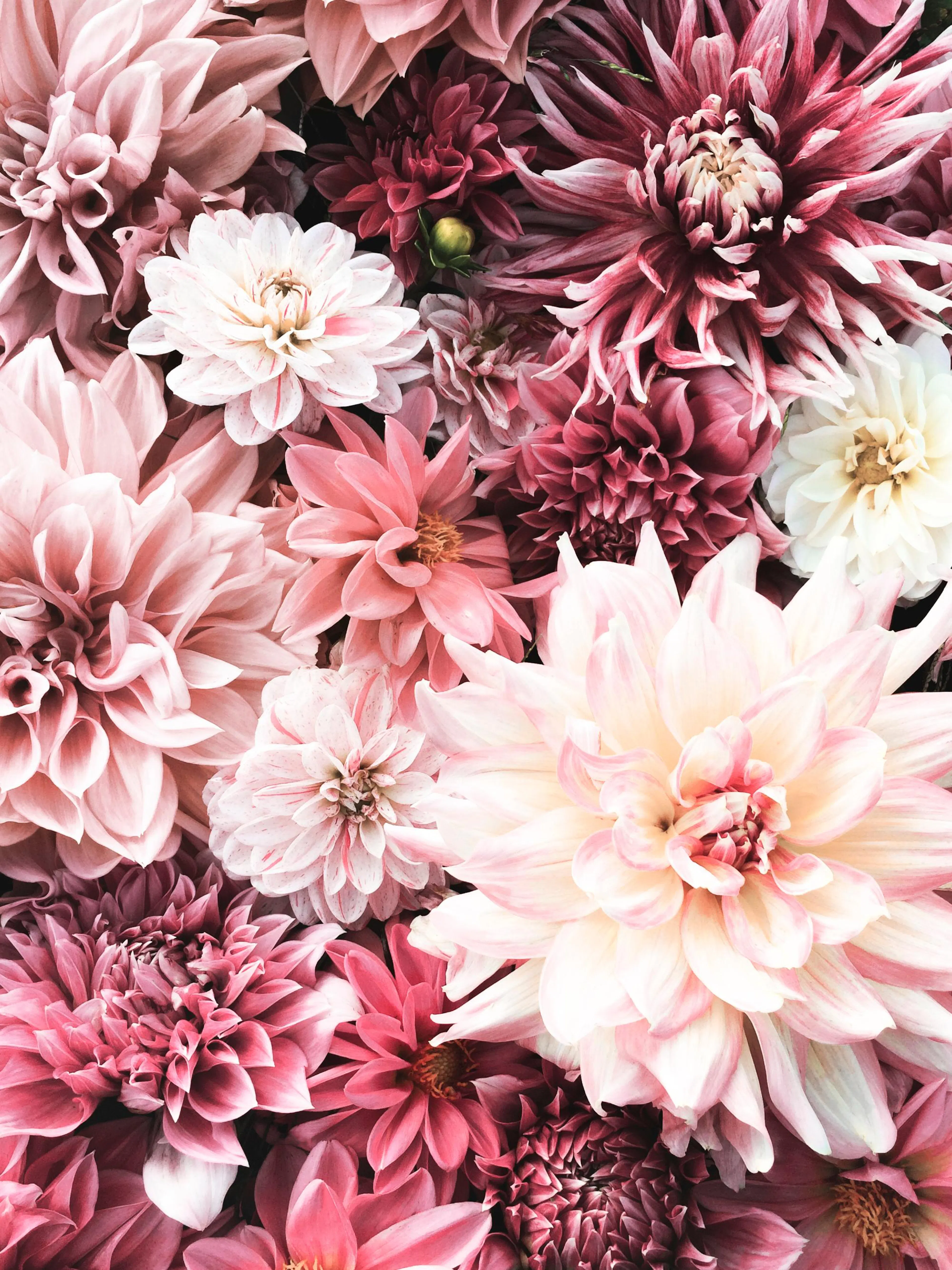 A poster featuring a dense array of pink, blush, and white dahlia flowers filling the entire frame.
