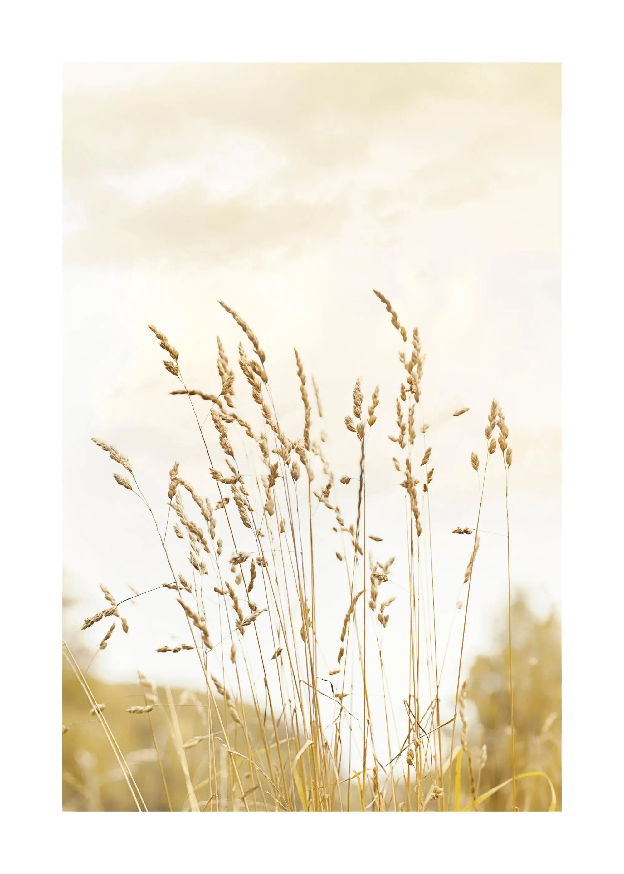 Plakat przedstawiający zbliżenie na wysokie, suche trawy w kolorze złotym i beżowym, z rozmytym, jasnym tłem nieba.