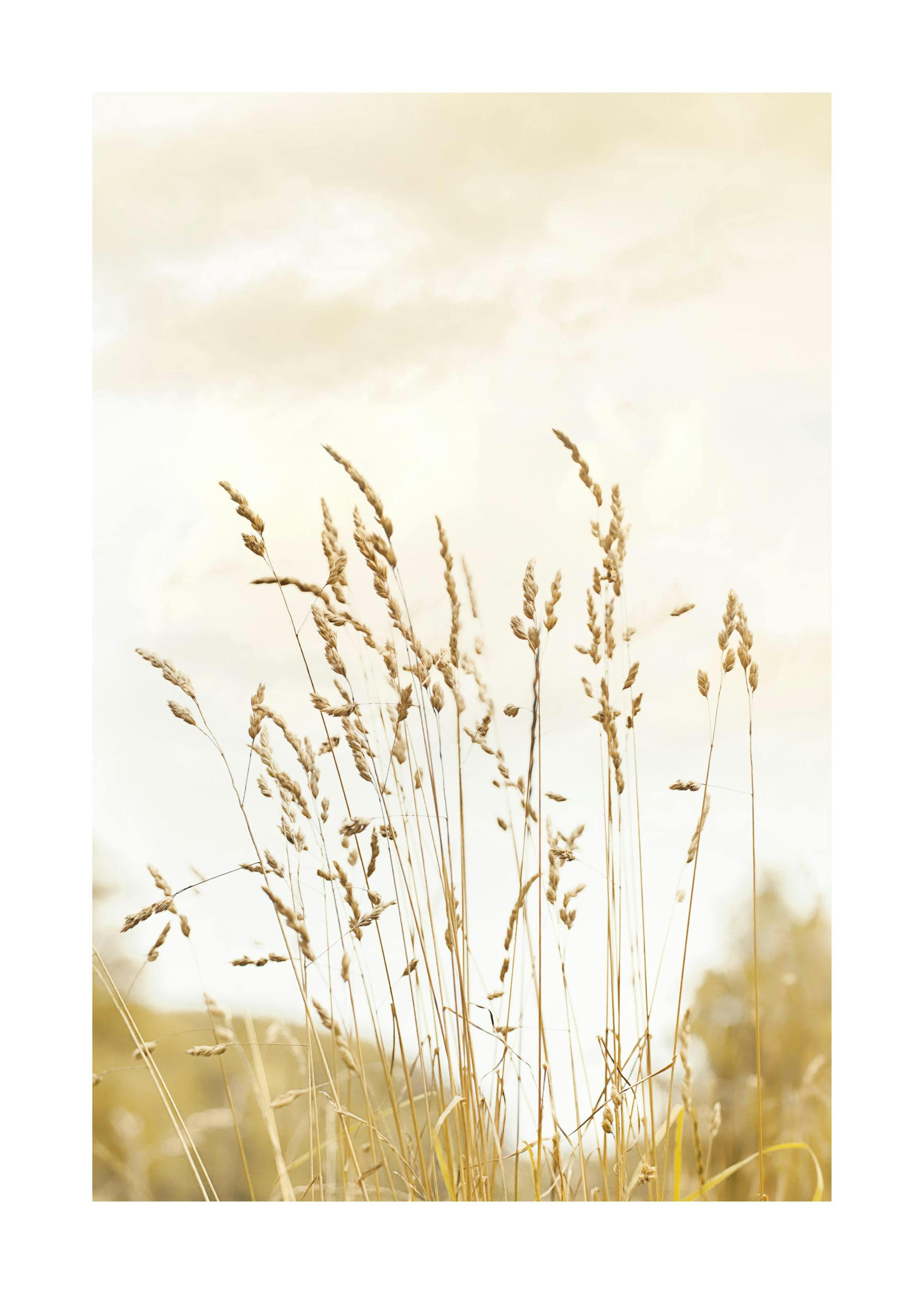 Yellow Grass Poster 0