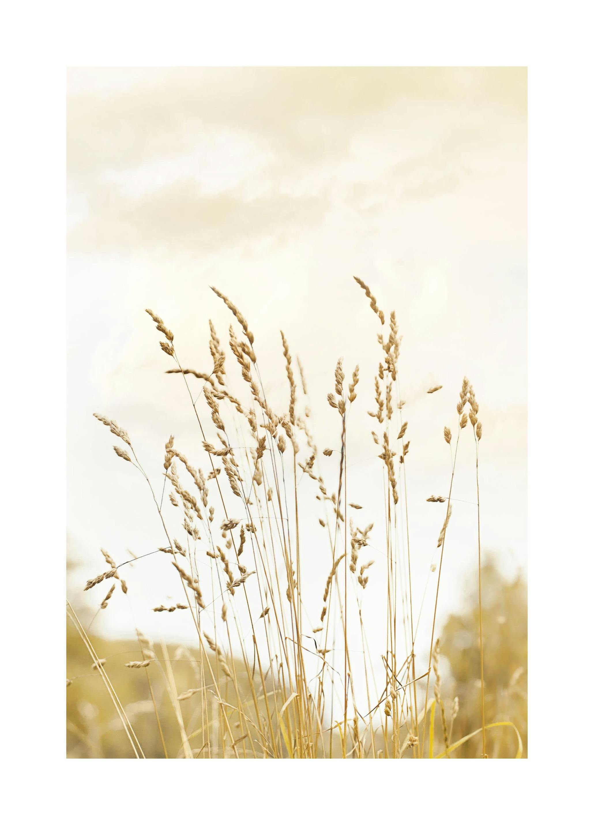 Yellow Grass Poster (21x30 cm) - Poster Store
