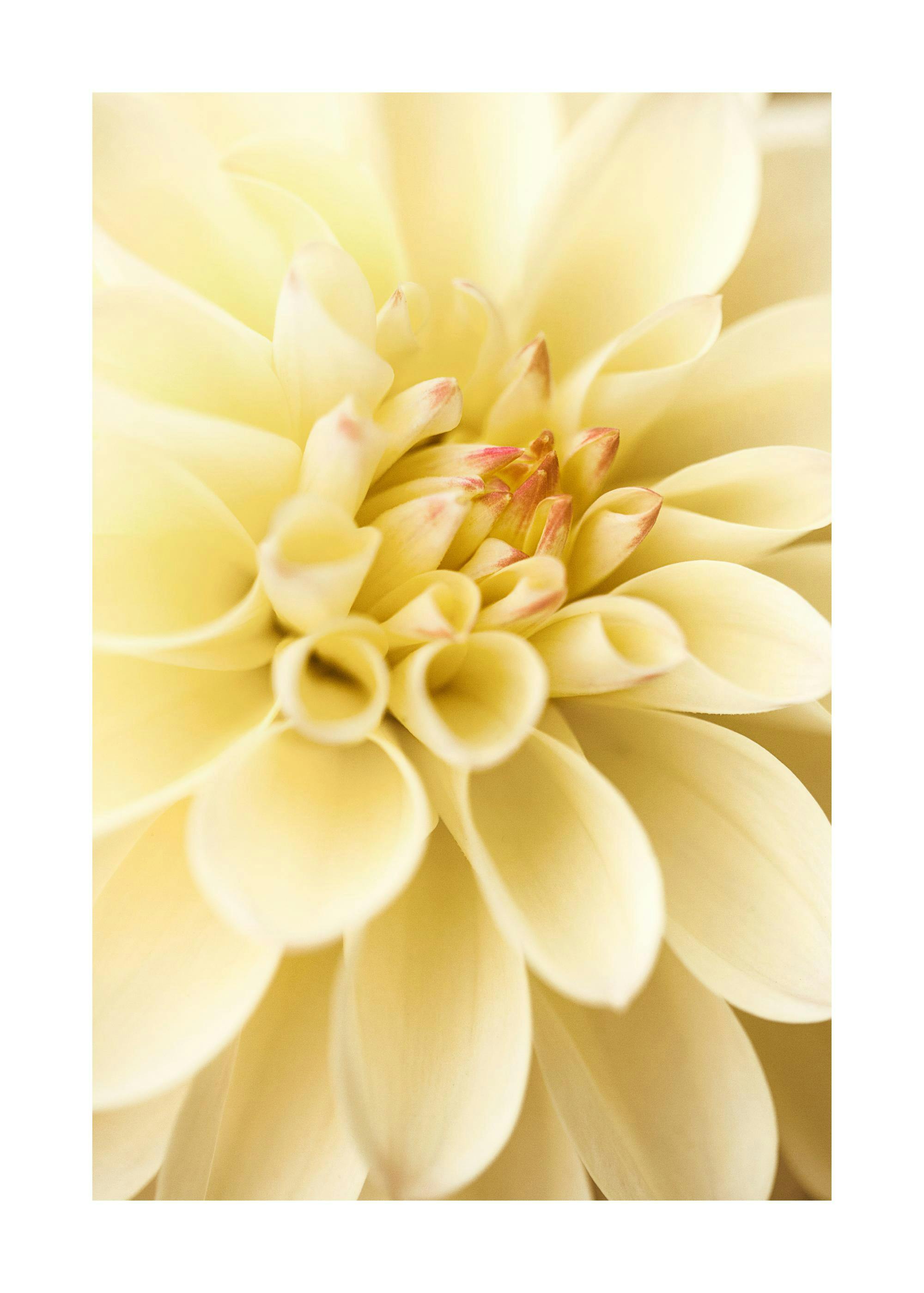 A poster featuring a close-up of a vibrant yellow dahlia with hints of reddish-pink on its delicate inner petals.
