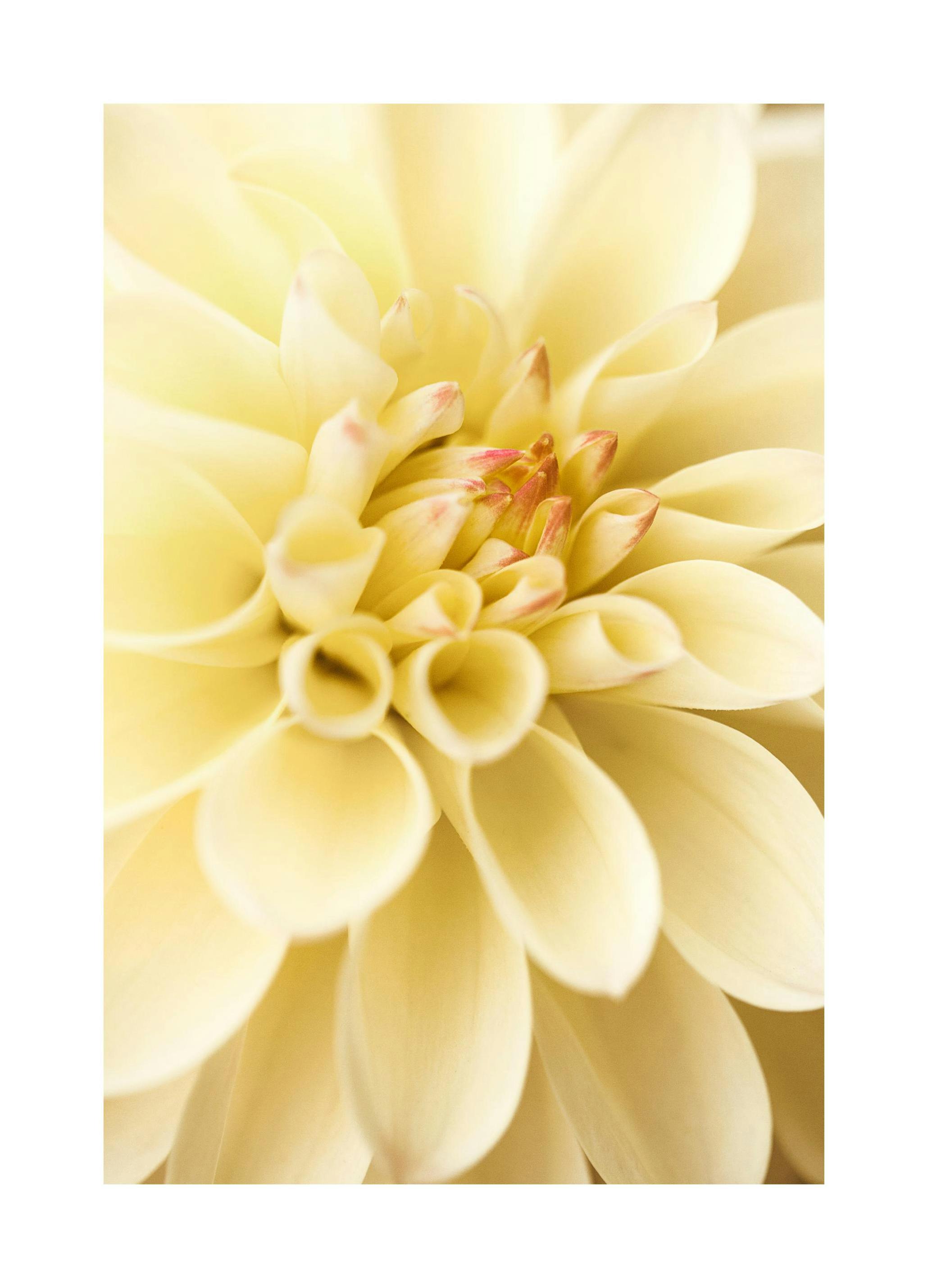 Plakat Żółta Dalia (30x40 cm) - Poster Store