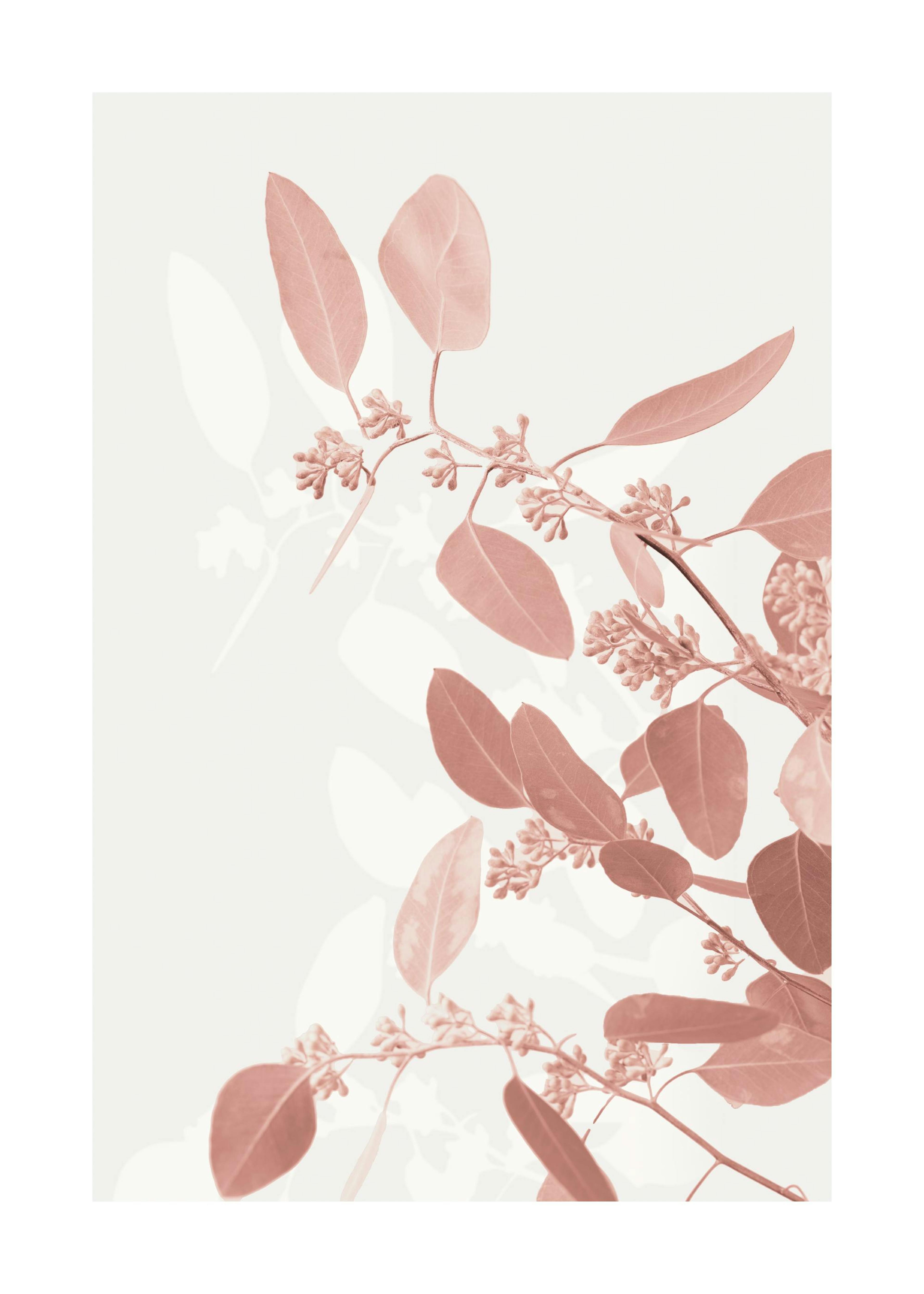A poster featuring a branch with pink eucalyptus leaves and small flower buds on a light cream background.