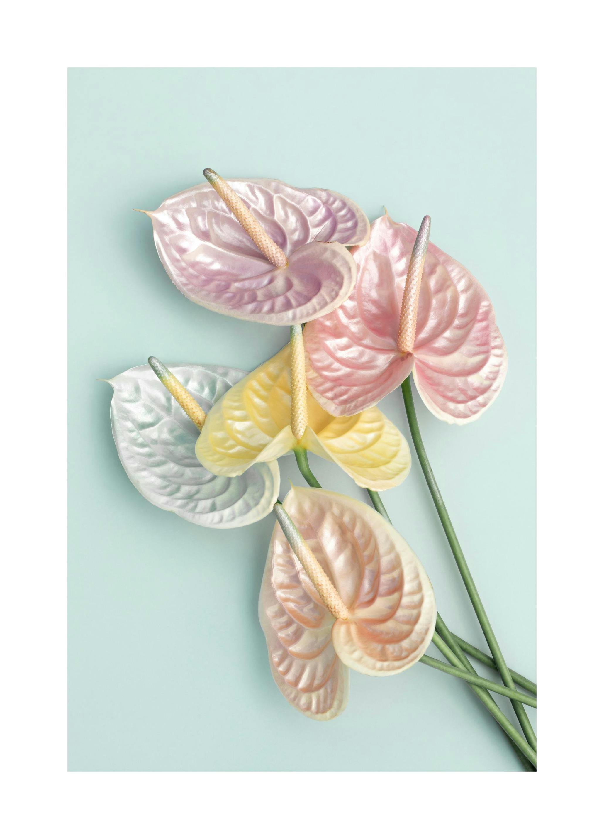 Shimmery Flowers Poster (50x70 cm) - Poster Store
