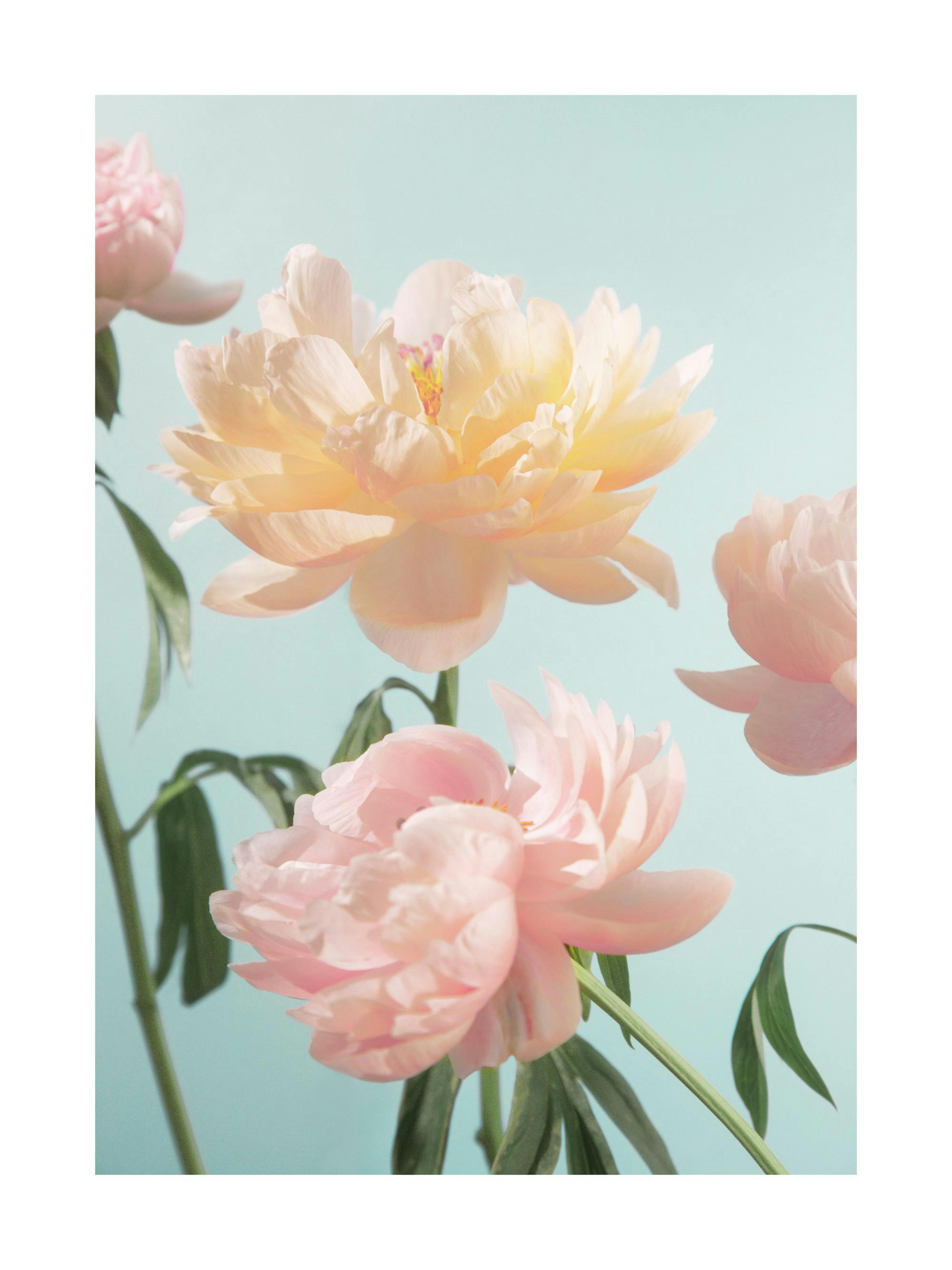Pastel Flowers Poster 0