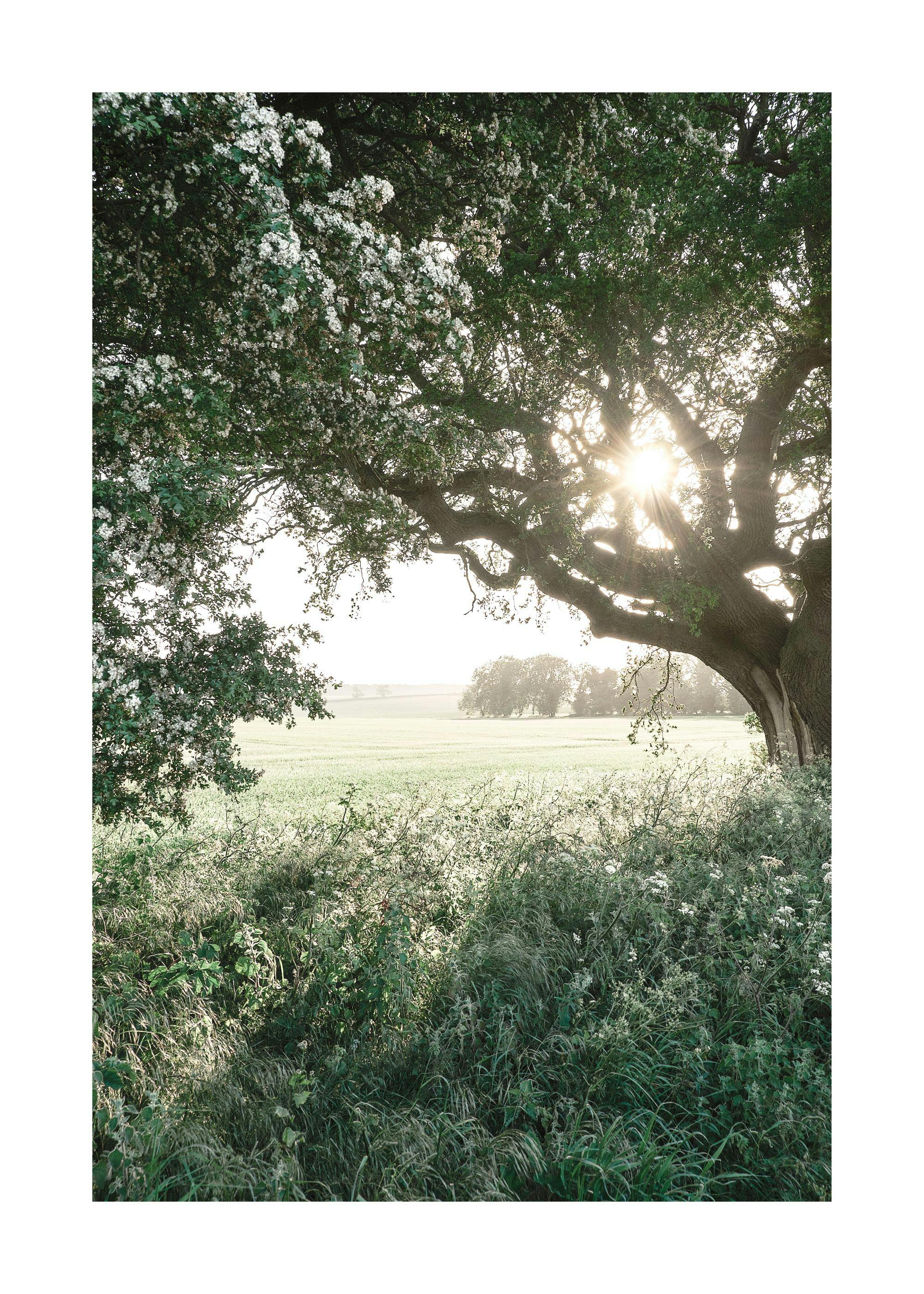 A serene nature poster with sun rays peeking through a large tree, overlooking a lush green field.