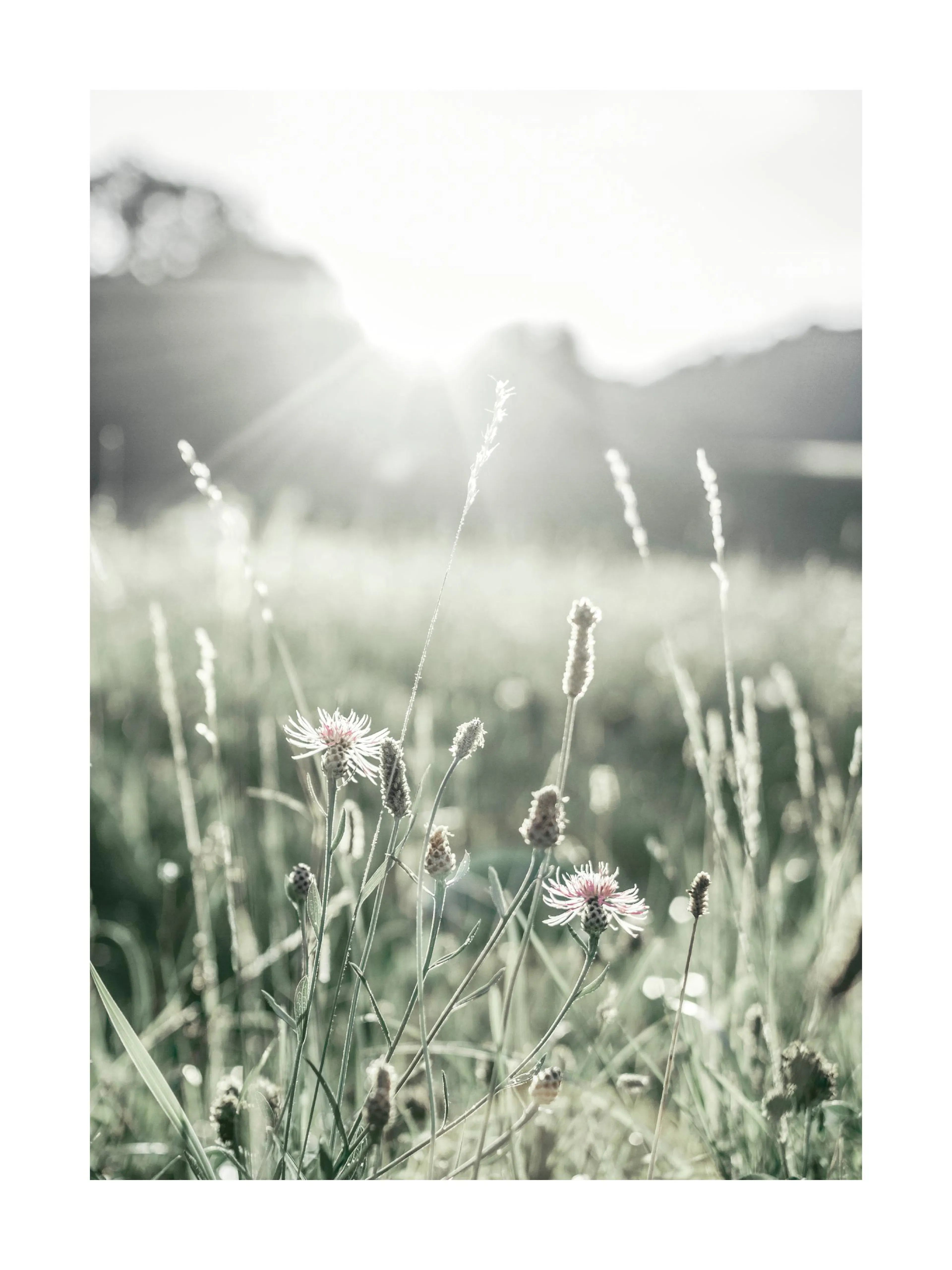 A poster depicting wildflowers and tall grass bathed in bright sunlight, with a soft bokeh background.