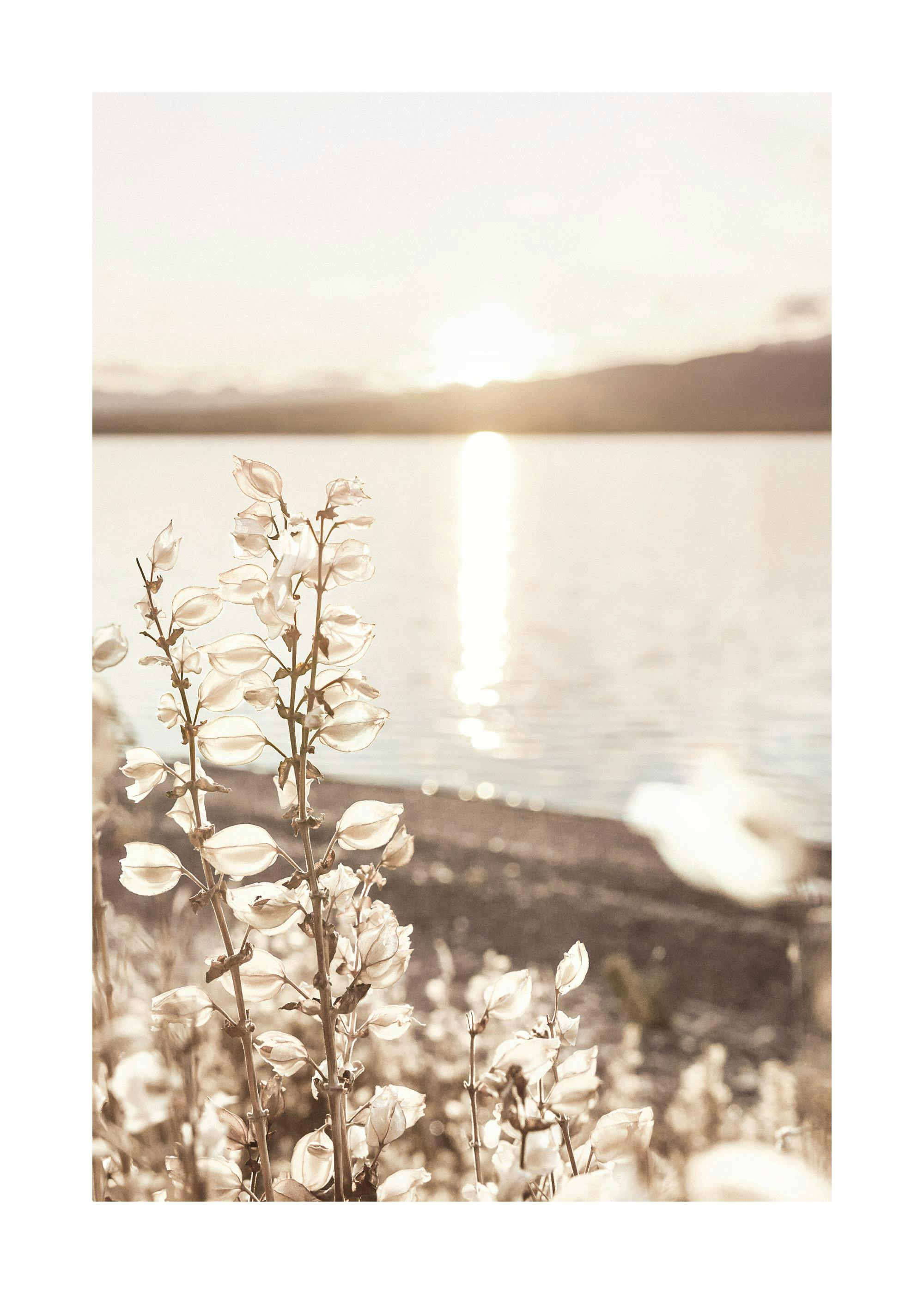 Poster: Sepiafarbene Nahaufnahme von Pflanzen mit See und Sonnenuntergang im Hintergrund.