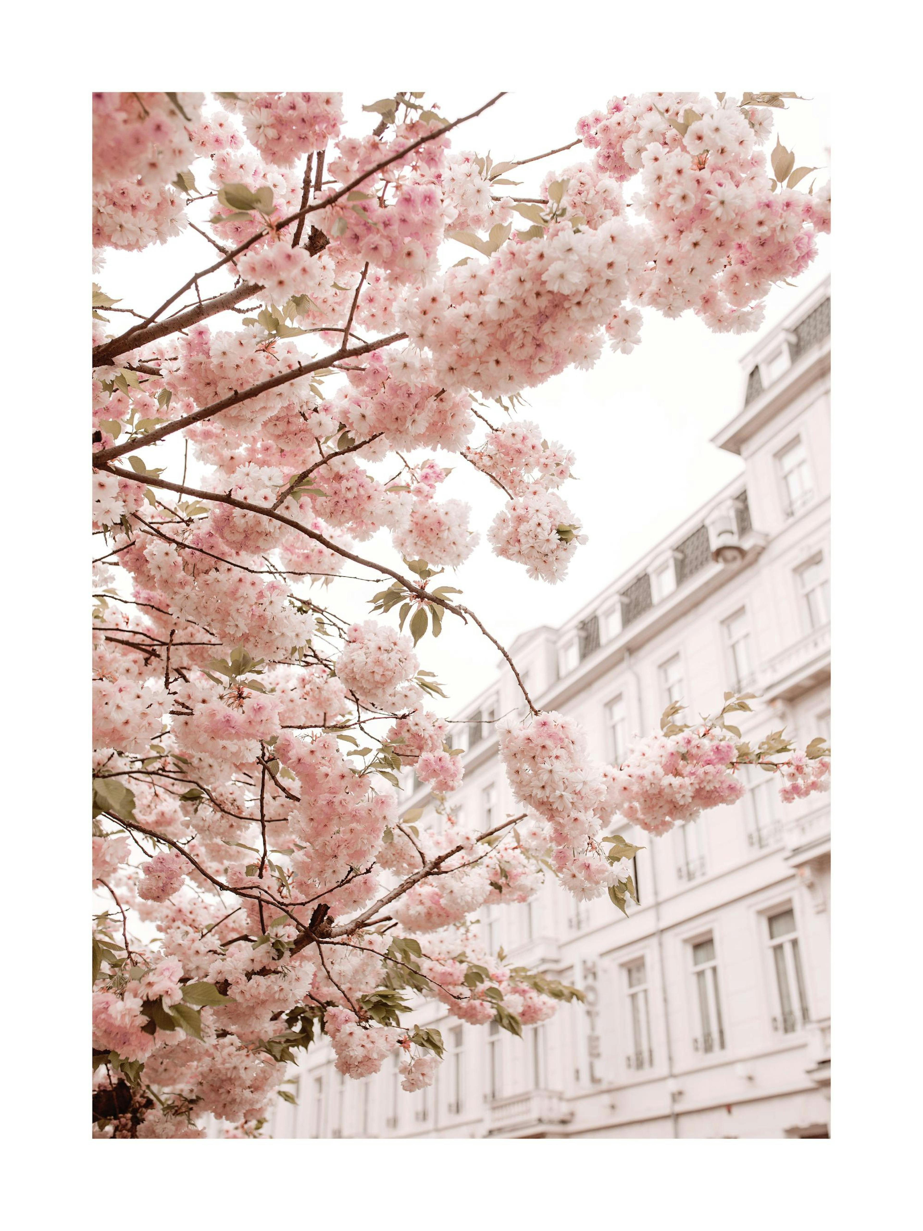 Cherry Branches Poster 0