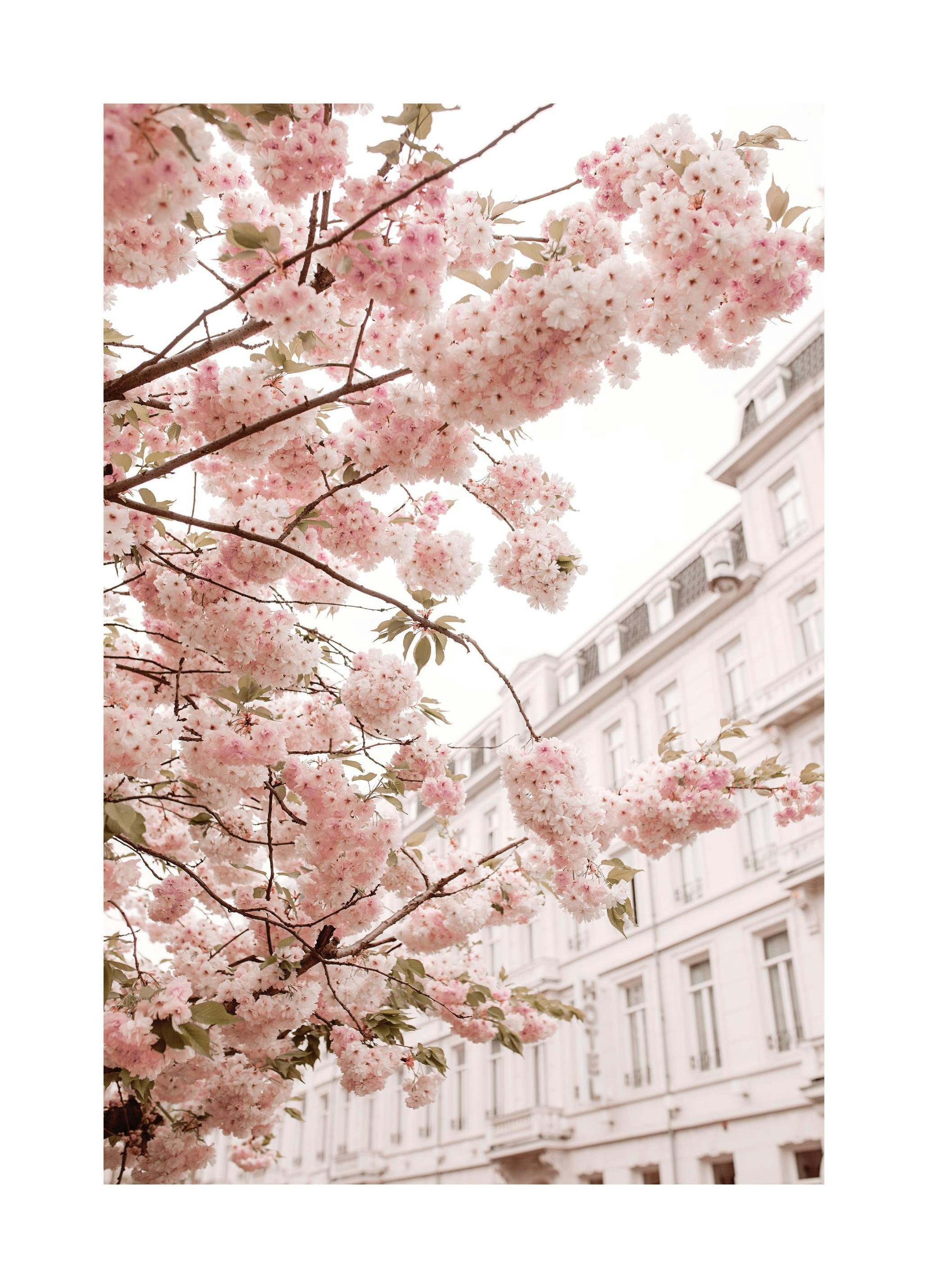 Kersentakken Poster (21x30 cm) - Poster Store