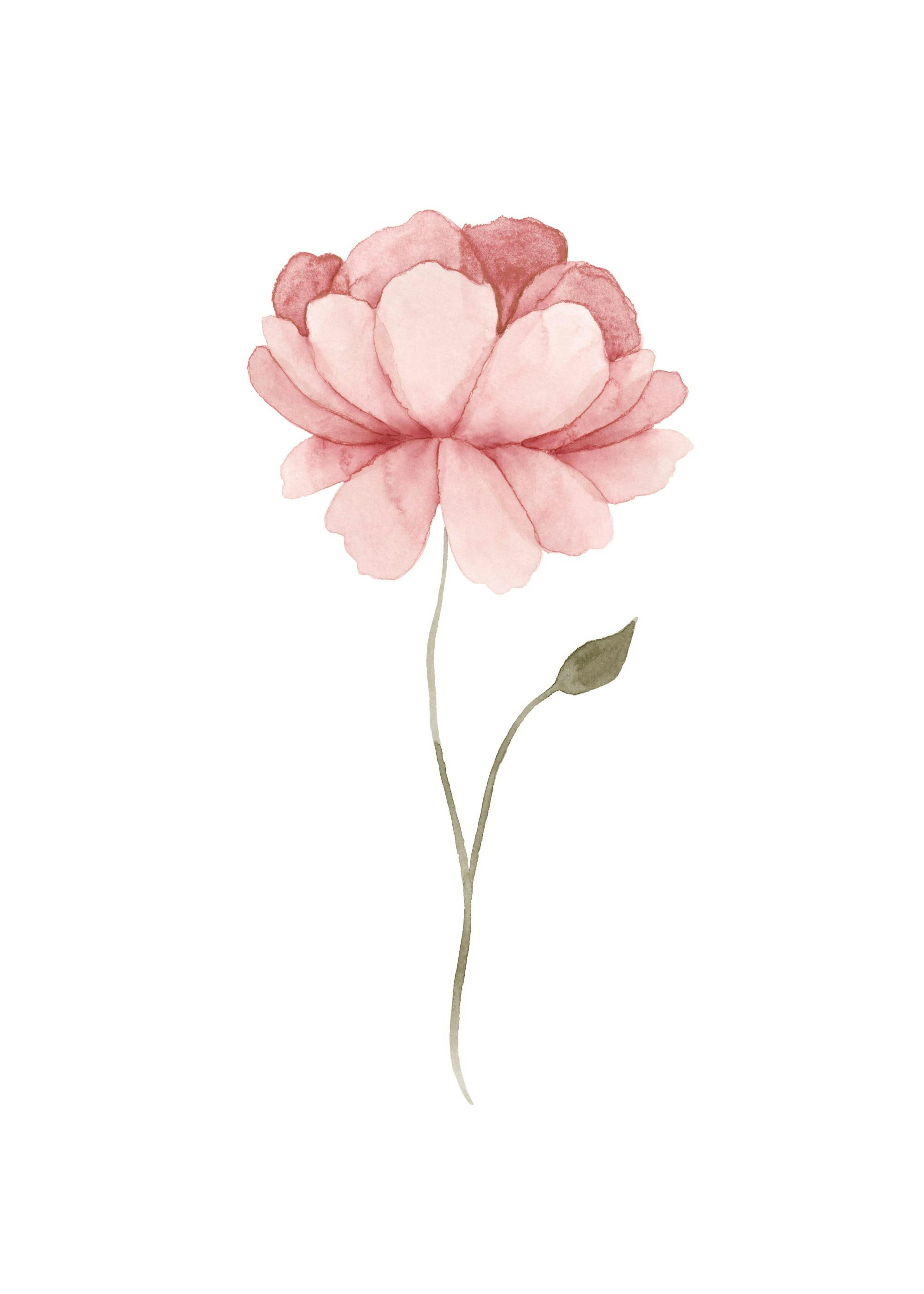 Watercolour Peony Poster 0