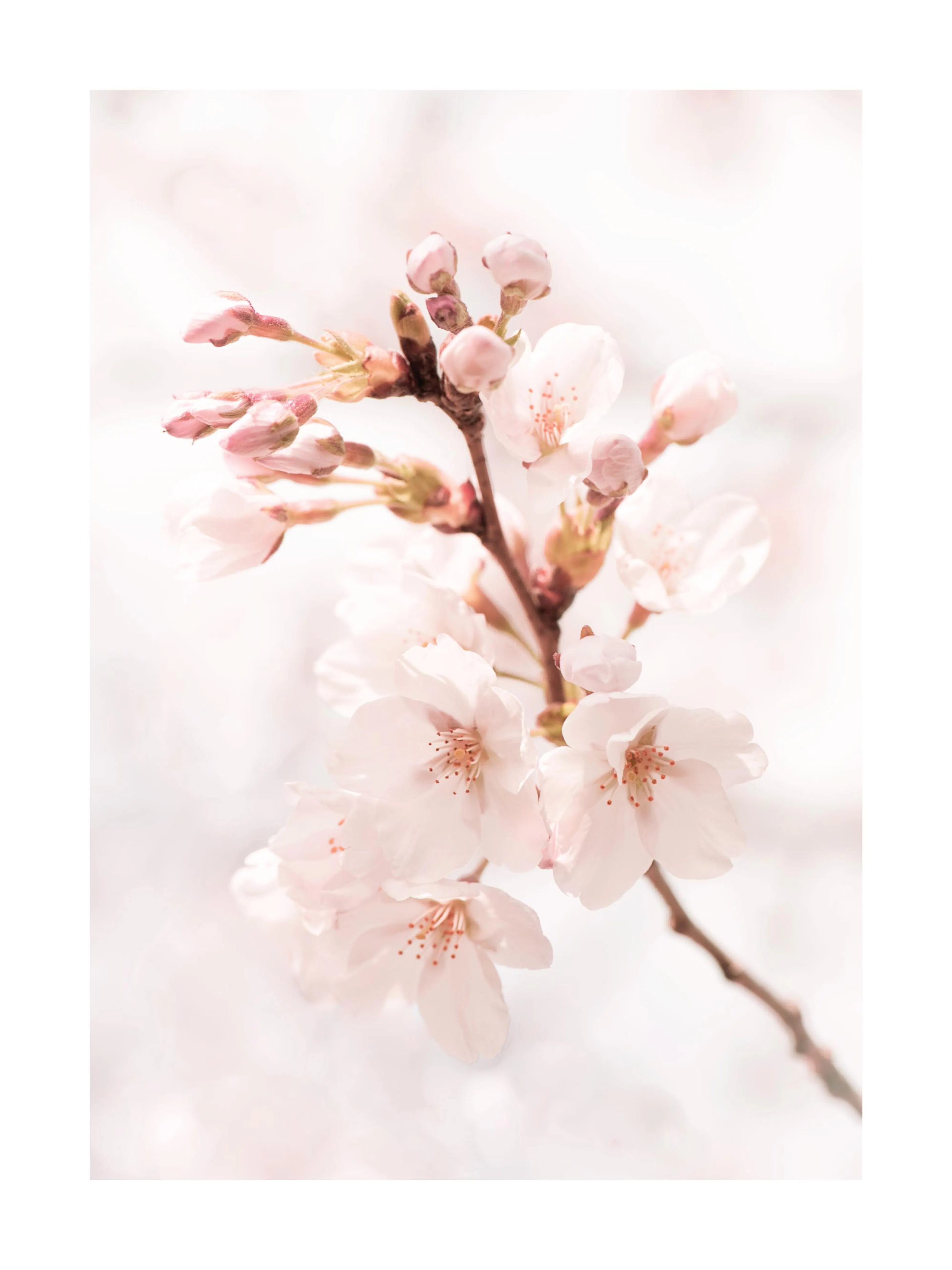 Póster de delicadas flores de cerezo rosadas y blancas en flor, con un fondo claro y suave.