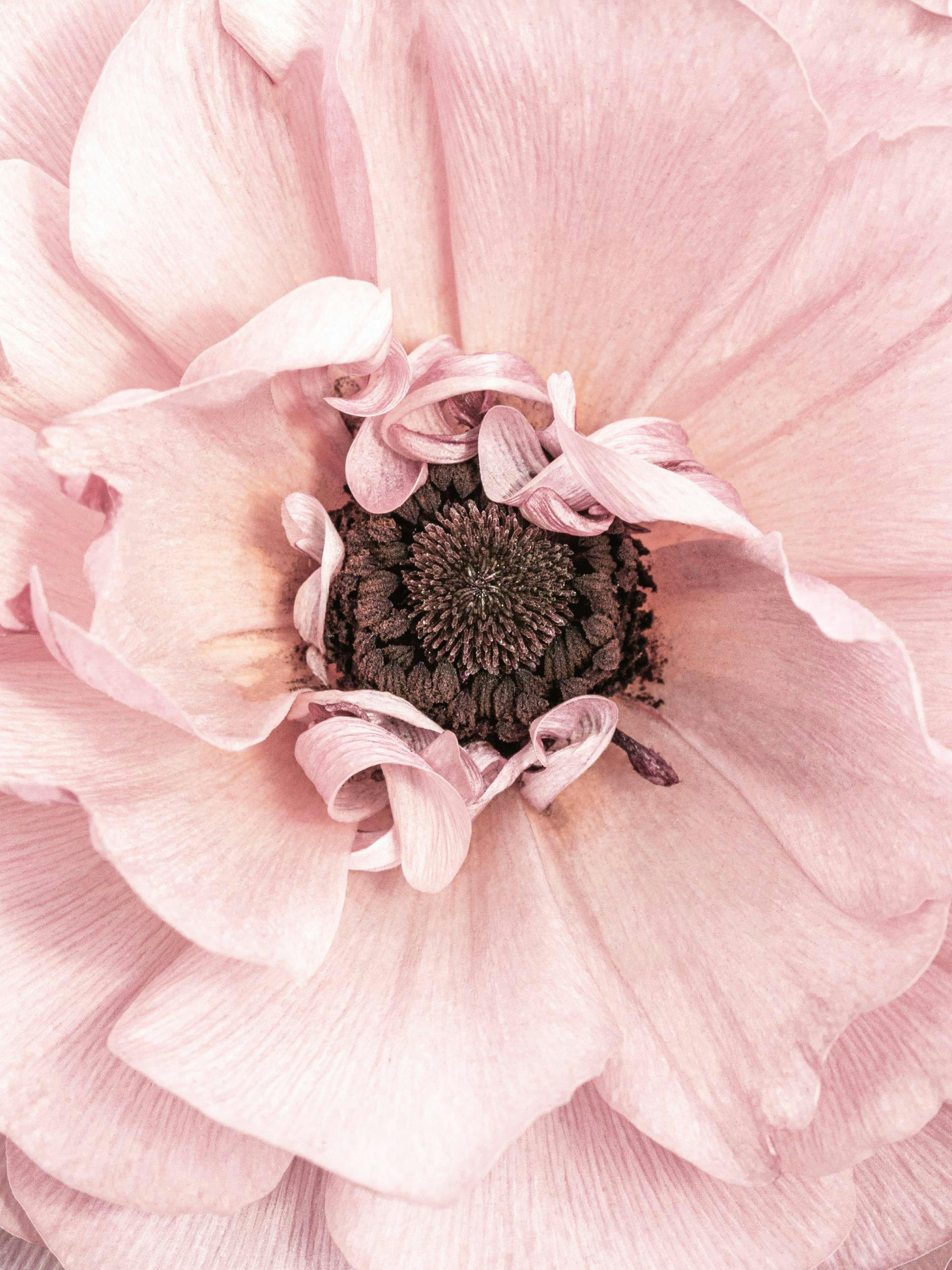 A poster featuring a close-up of a delicate pink flower with a dark brown center and ruffled petals.