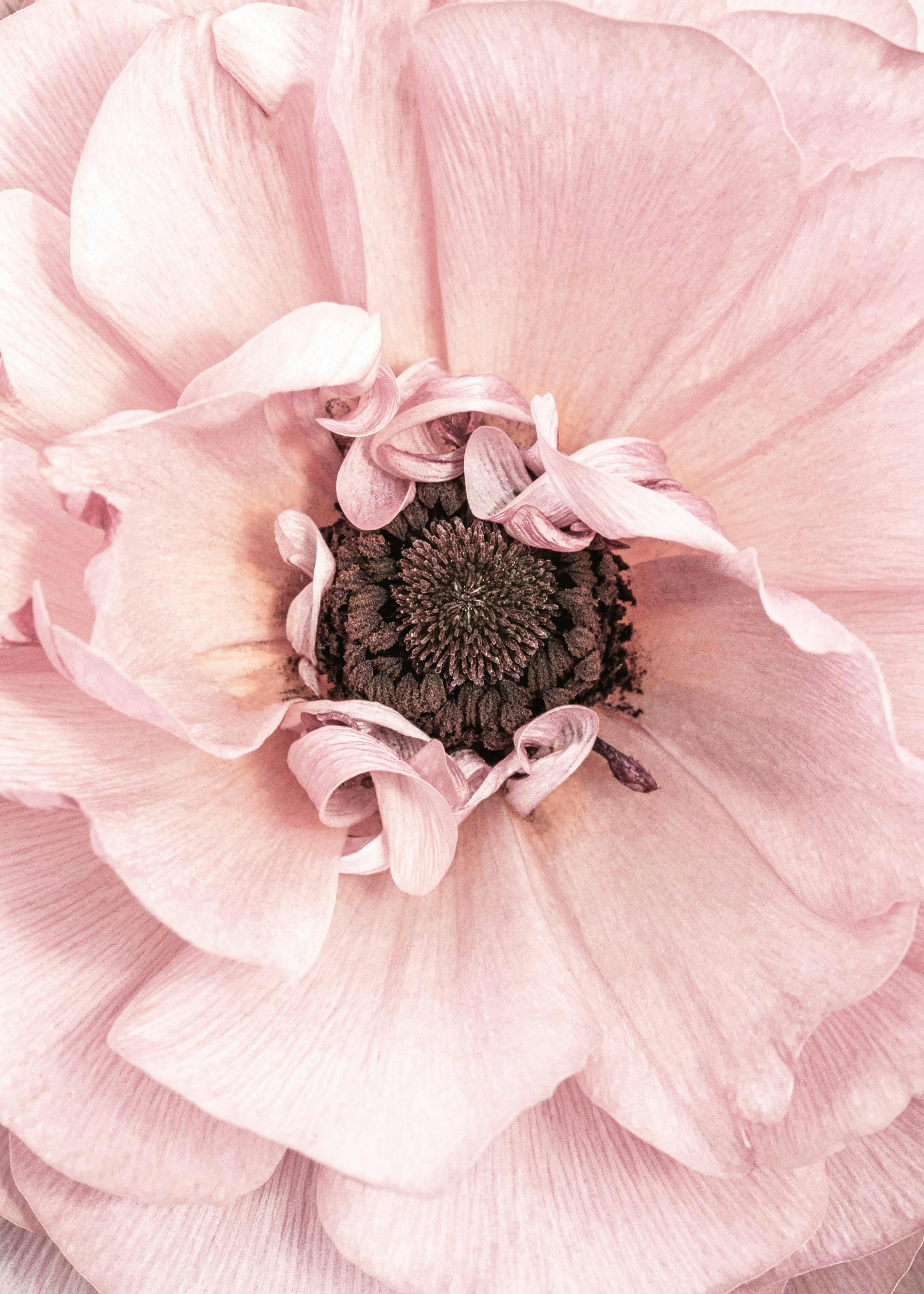 Rosa blomstring Poster 0