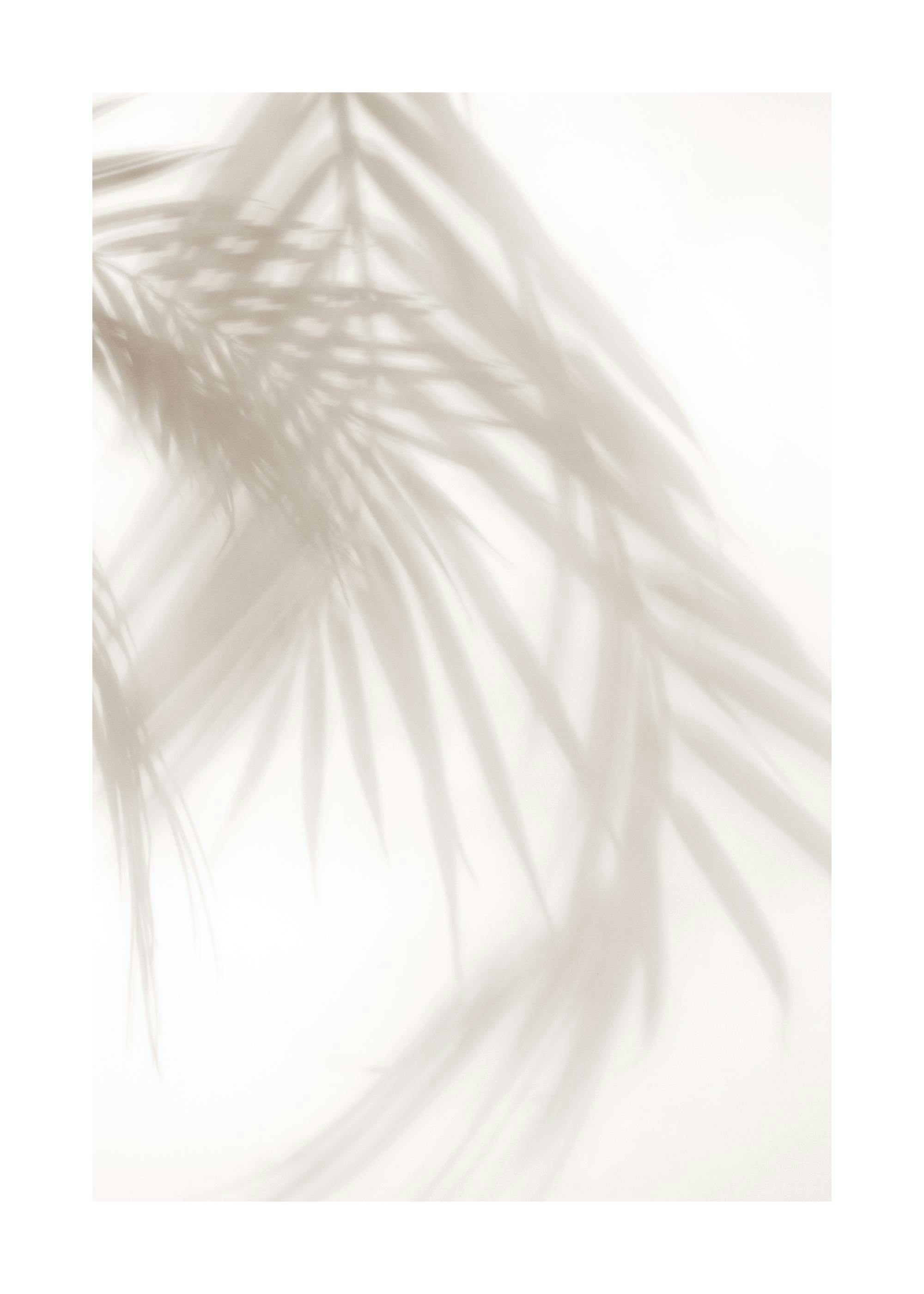 A poster featuring soft, blurred shadows of palm leaves cast across a light beige background.