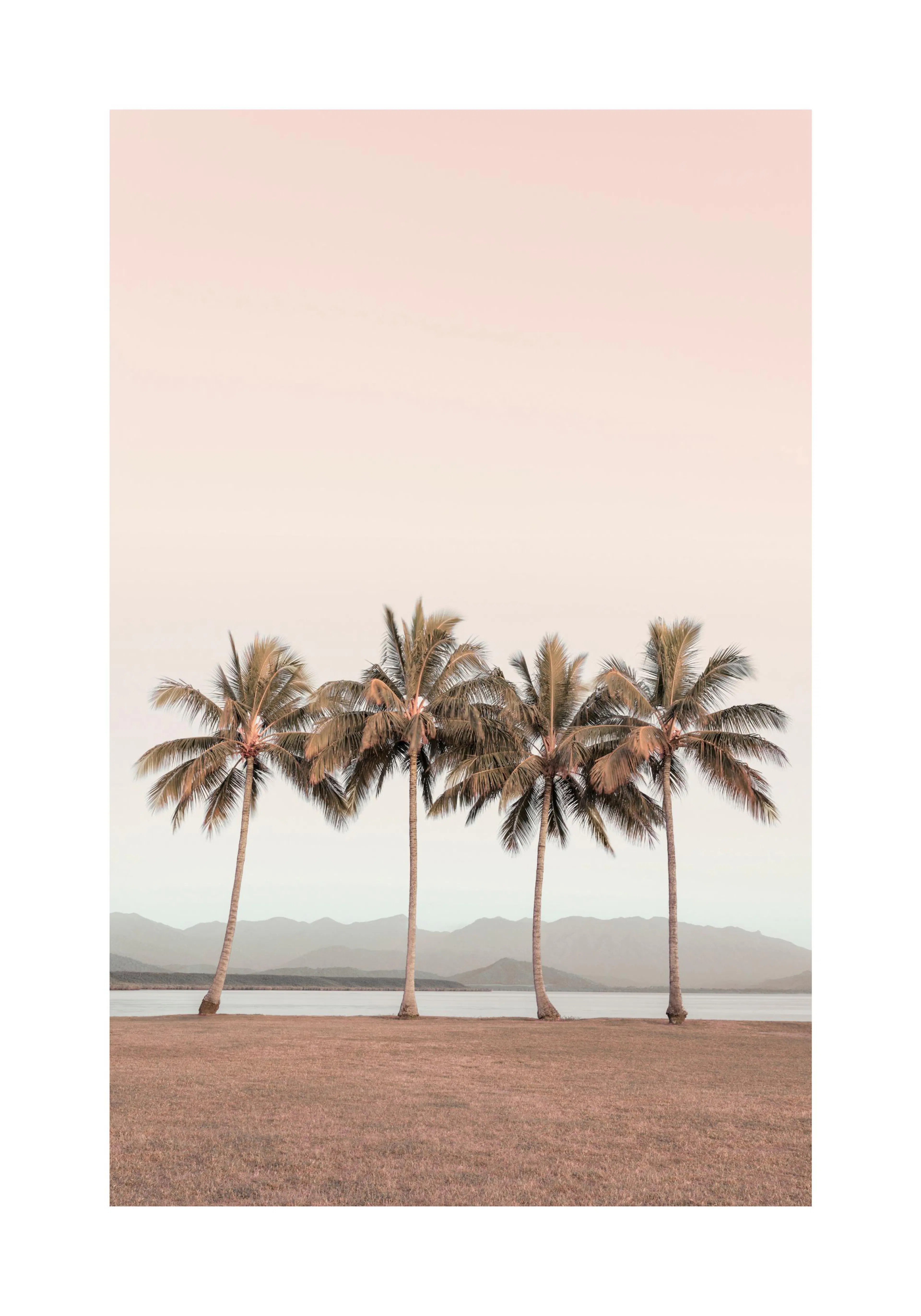 A poster featuring four palm trees standing on a grassy field, with a lake and mountains in the background under a pale sky.