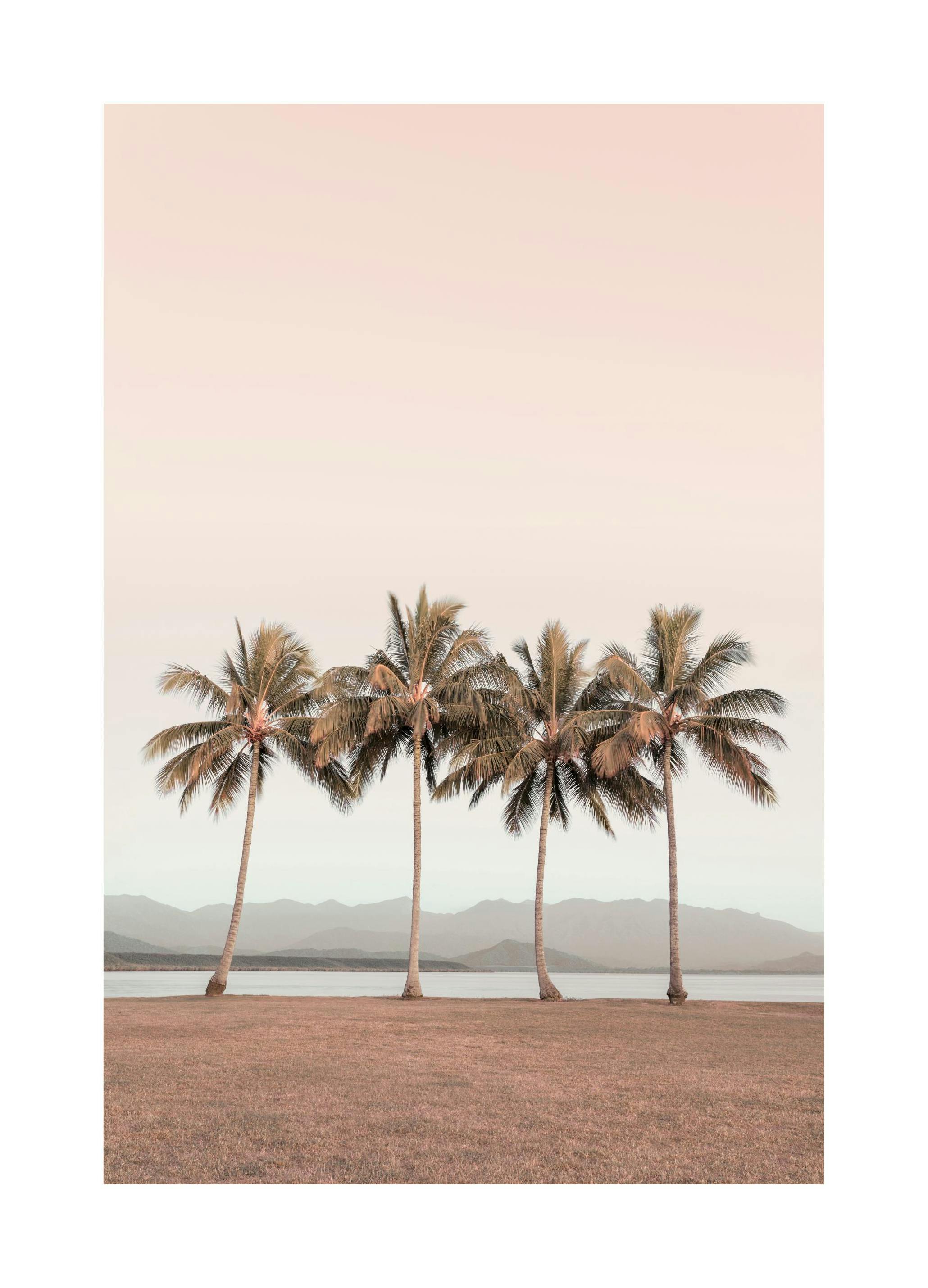 Palme da cocco Poster (21x30 cm) - Poster Store