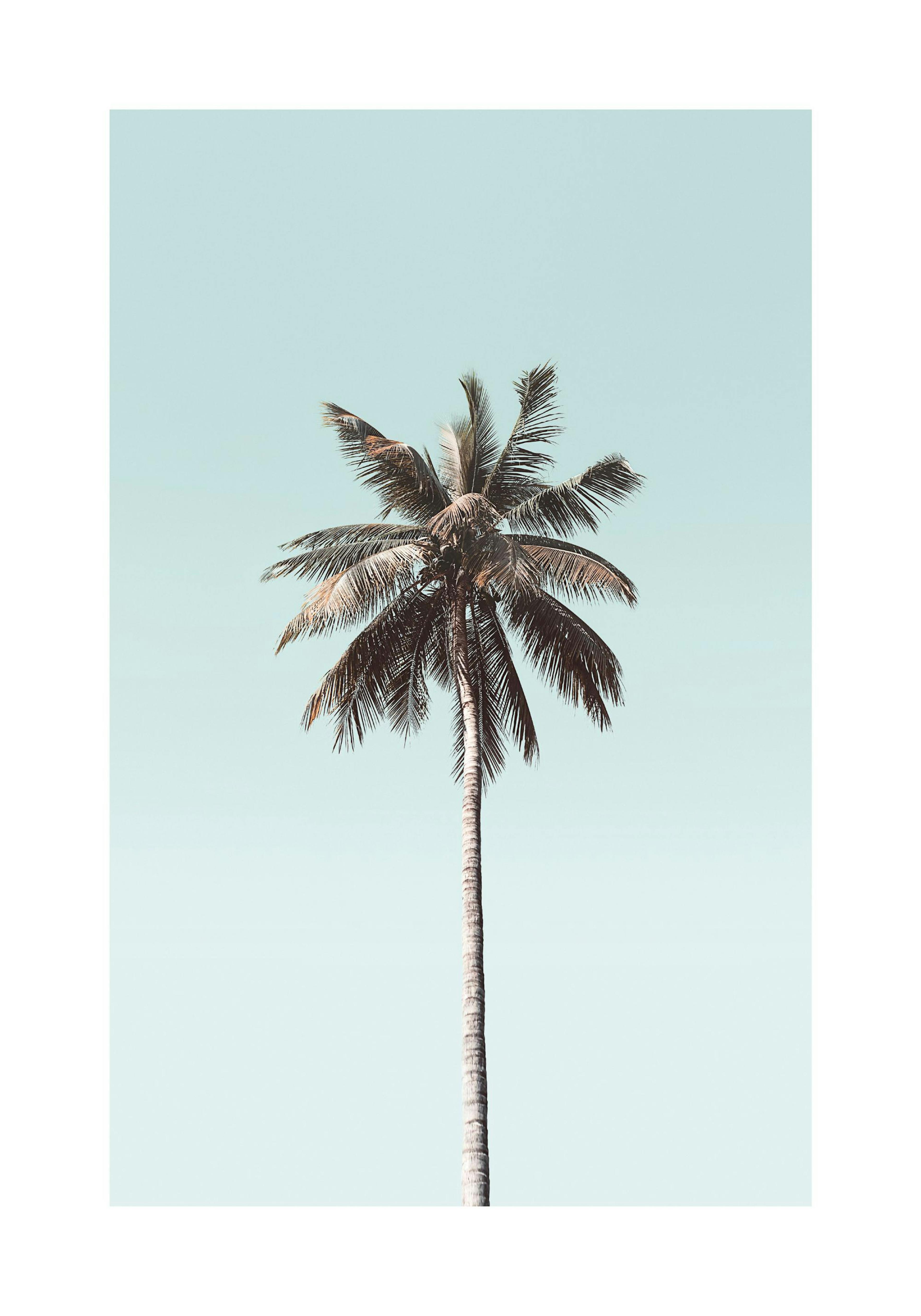 Palm Tree Blue Sky Poster 0