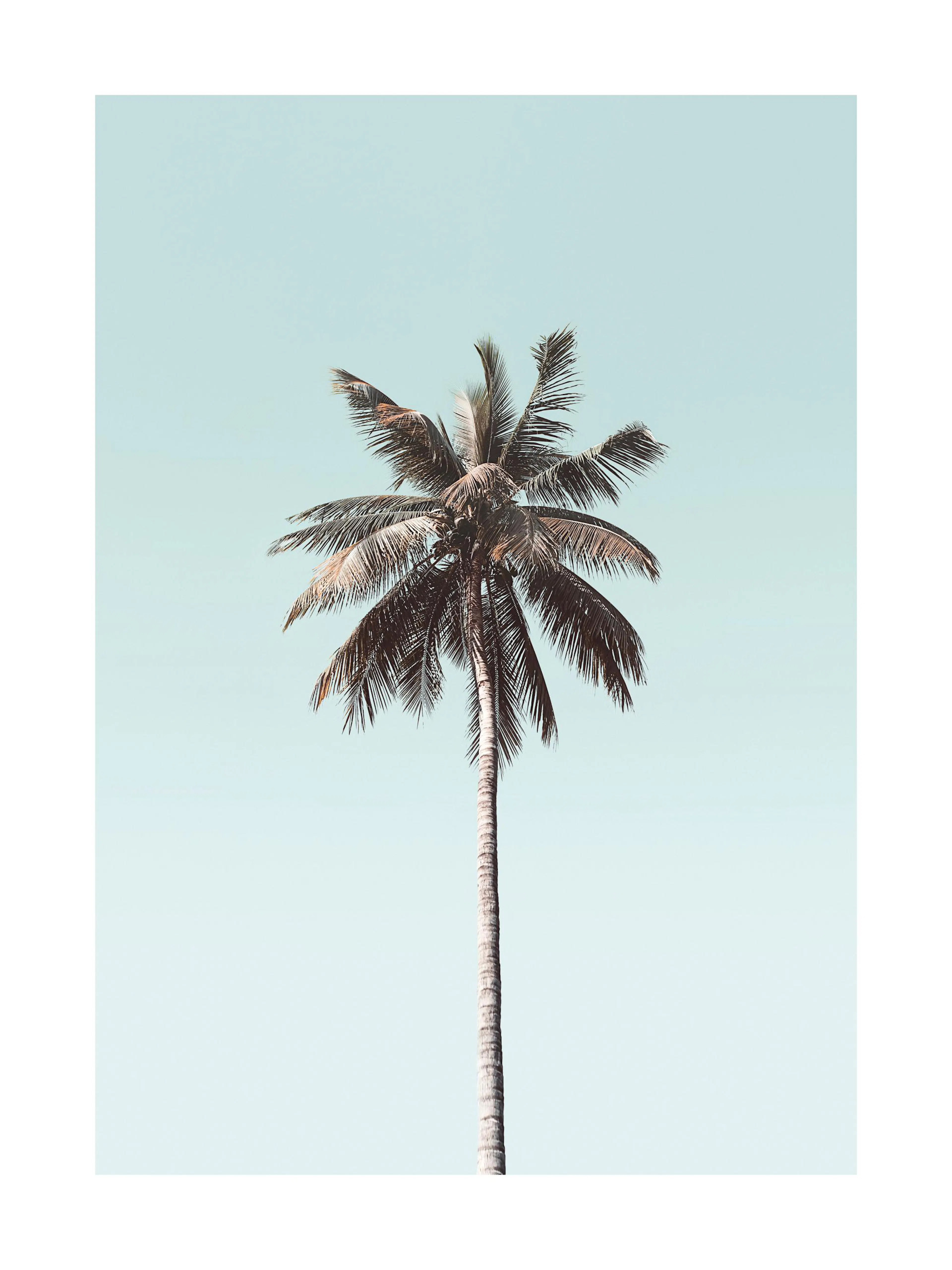 En plakat med en palme med grønne og brune blade mod en lys, klarblå himmel.