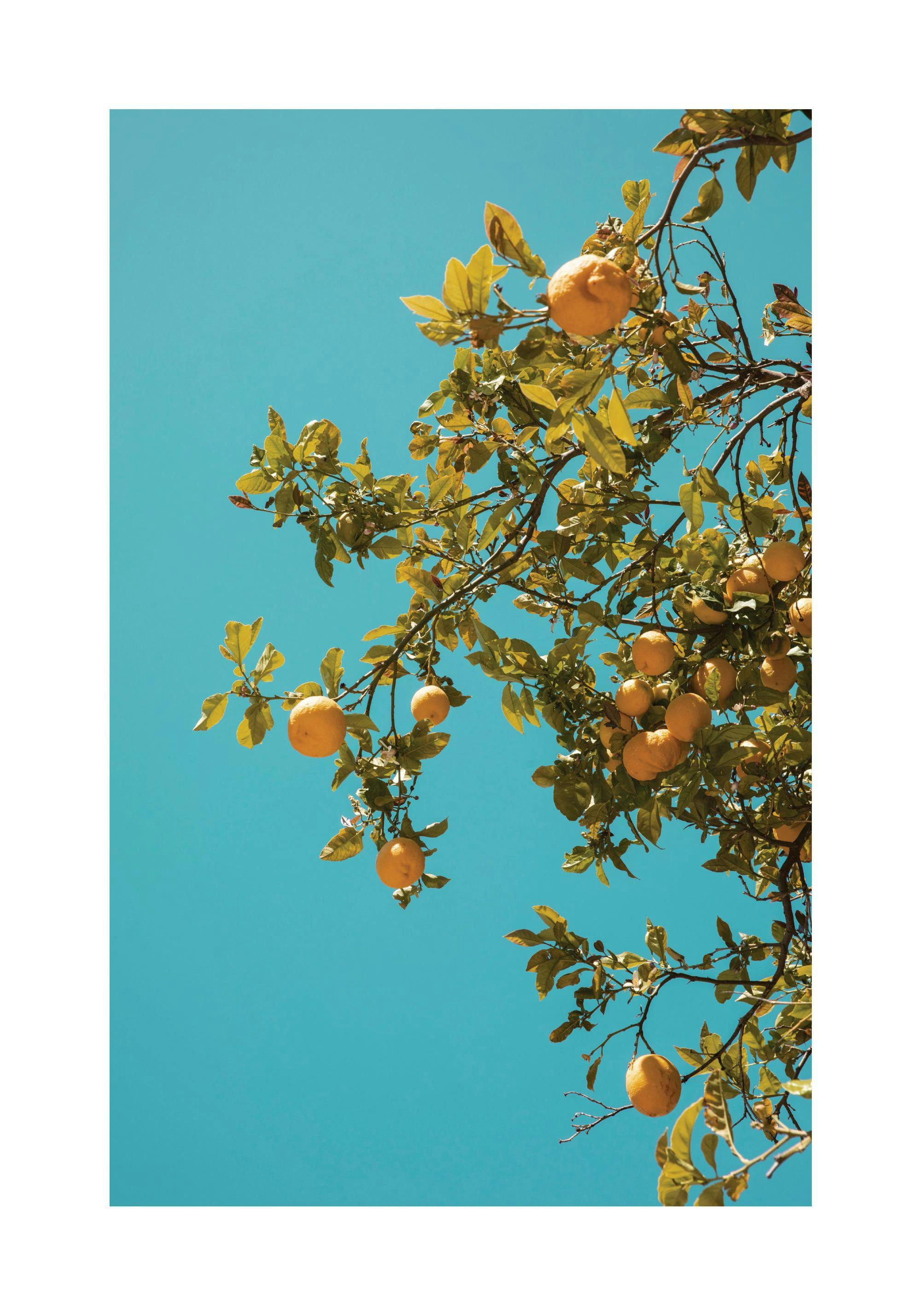 Poster eines Zitronenbaums mit gelben Früchten und Blättern vor einem leuchtend blauen Himmel.