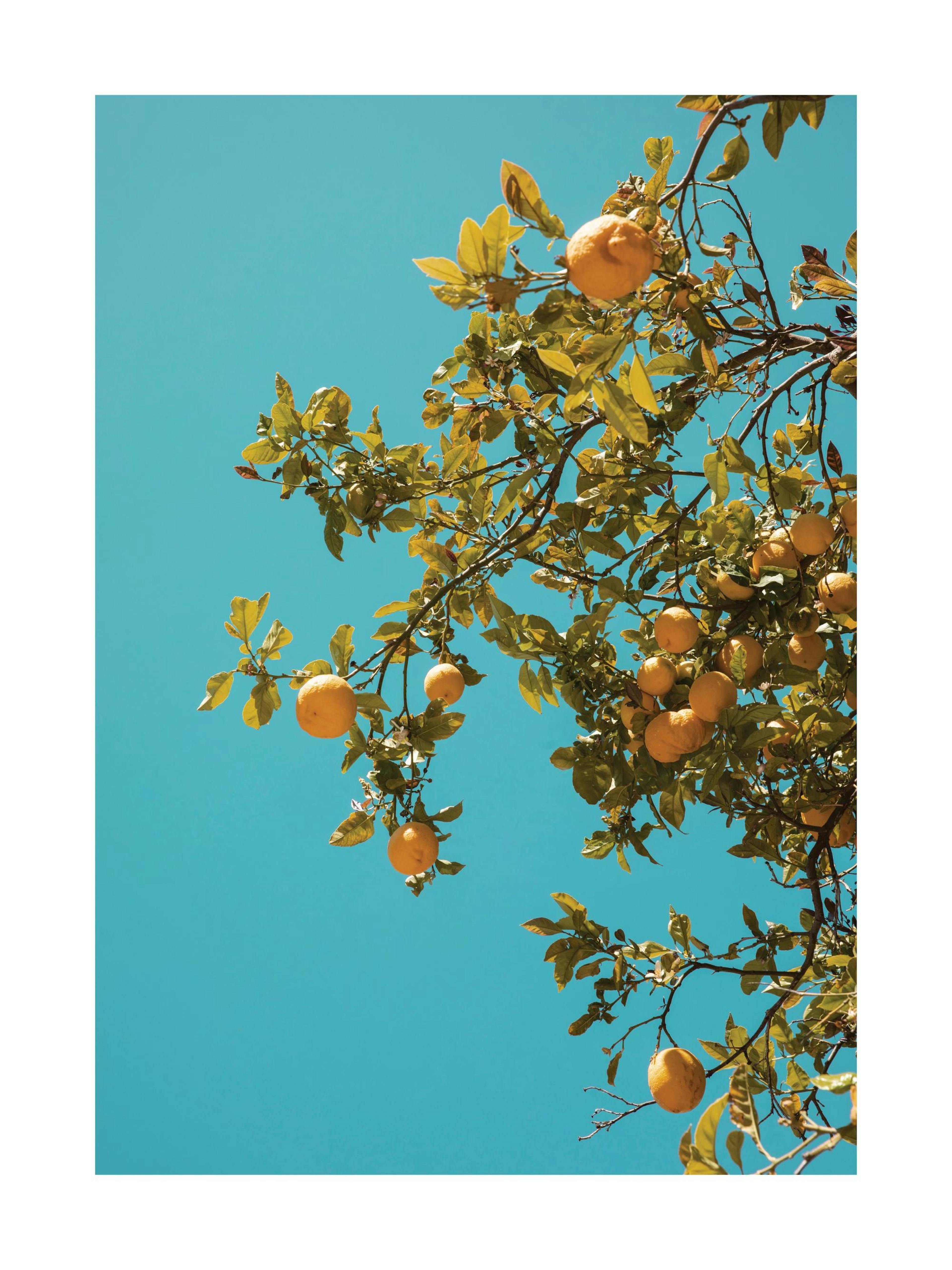 Érett citromokkal teli faágak az élénk kék ég előtt, napfényes hangulatú poster.