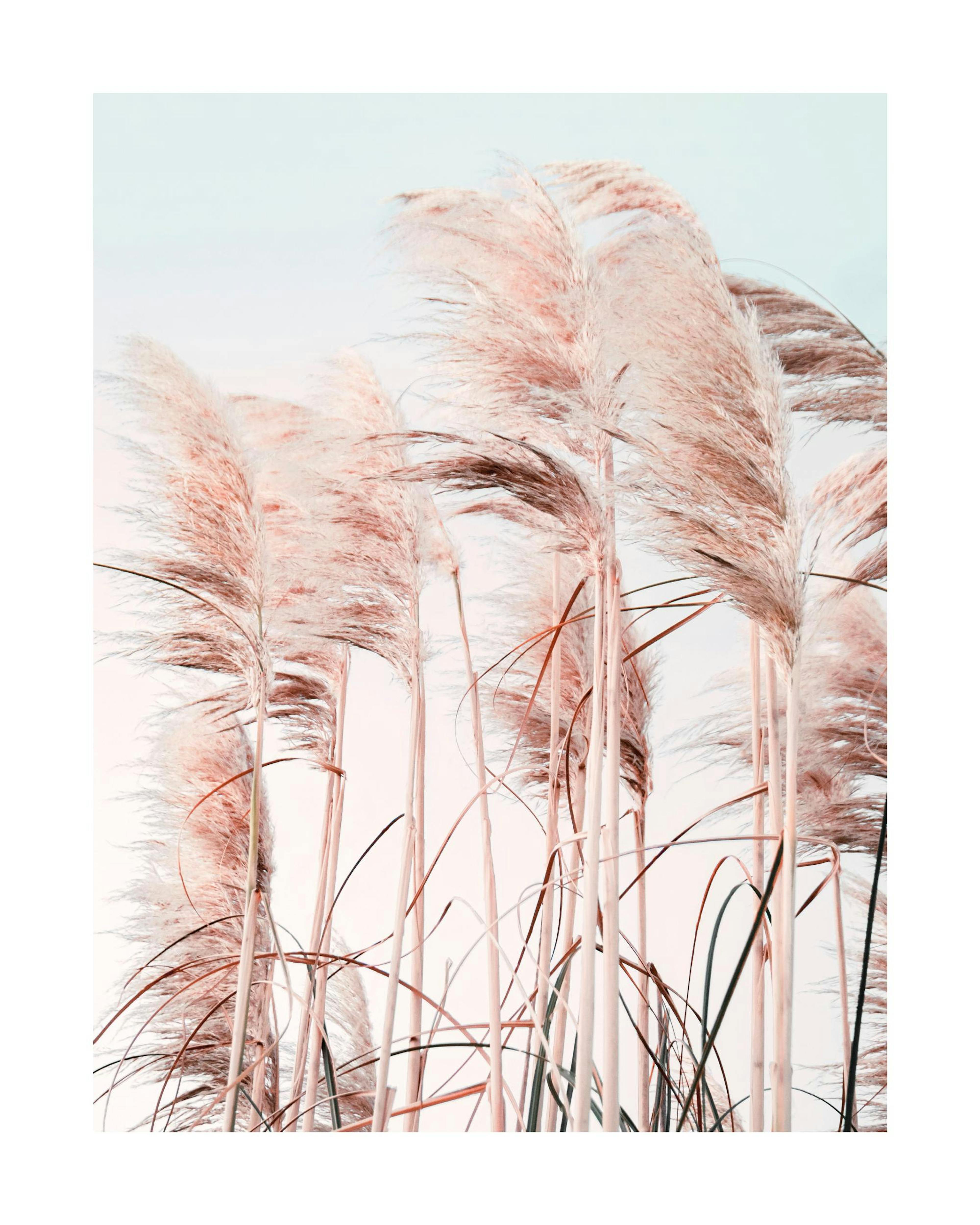 A poster featuring a close-up of light pink pampas grass plumes against a soft, light blue sky.
