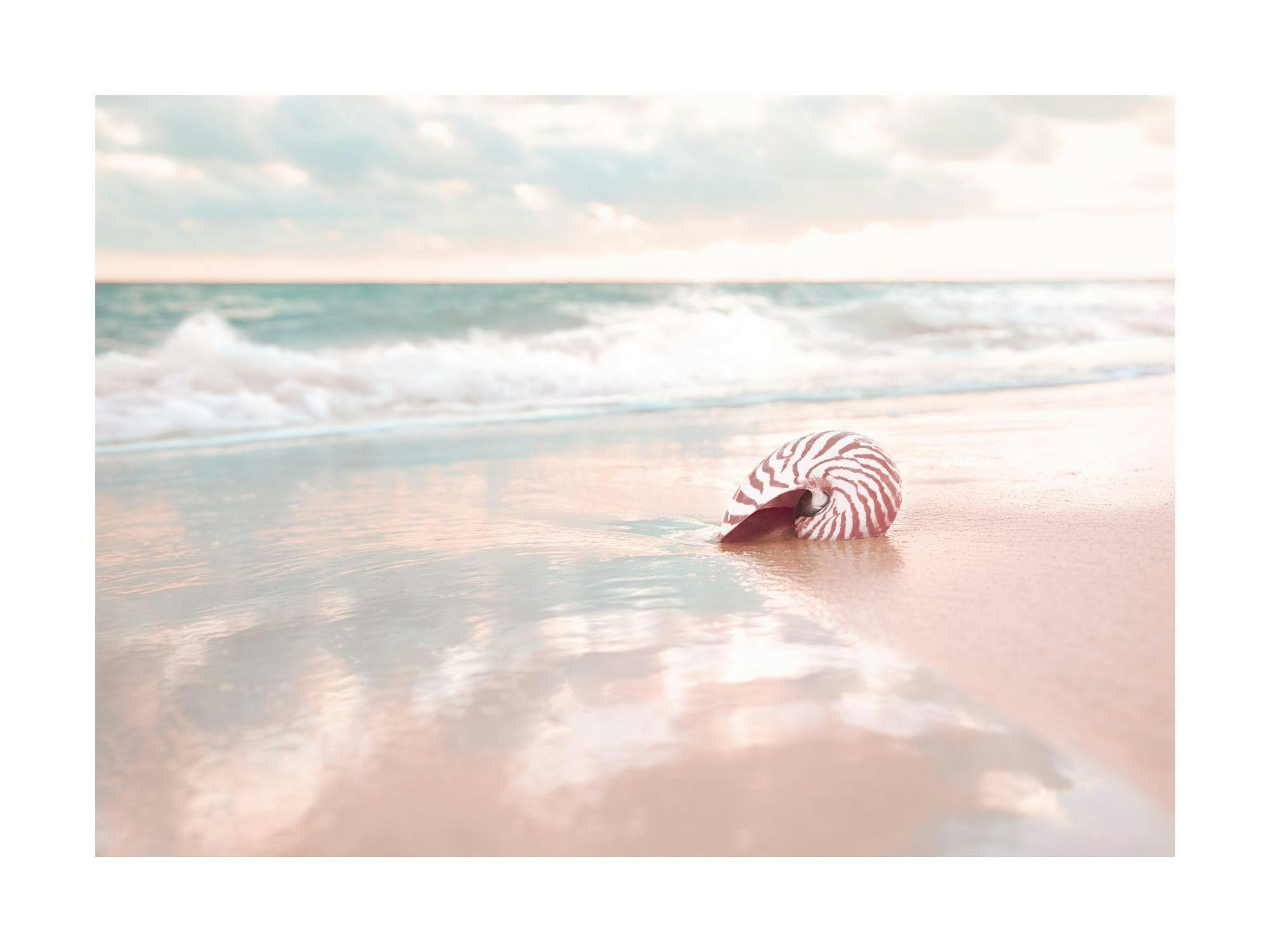 Póster de una concha nautilus blanca y roja en la orilla de una playa con olas suaves y cielo nublado.