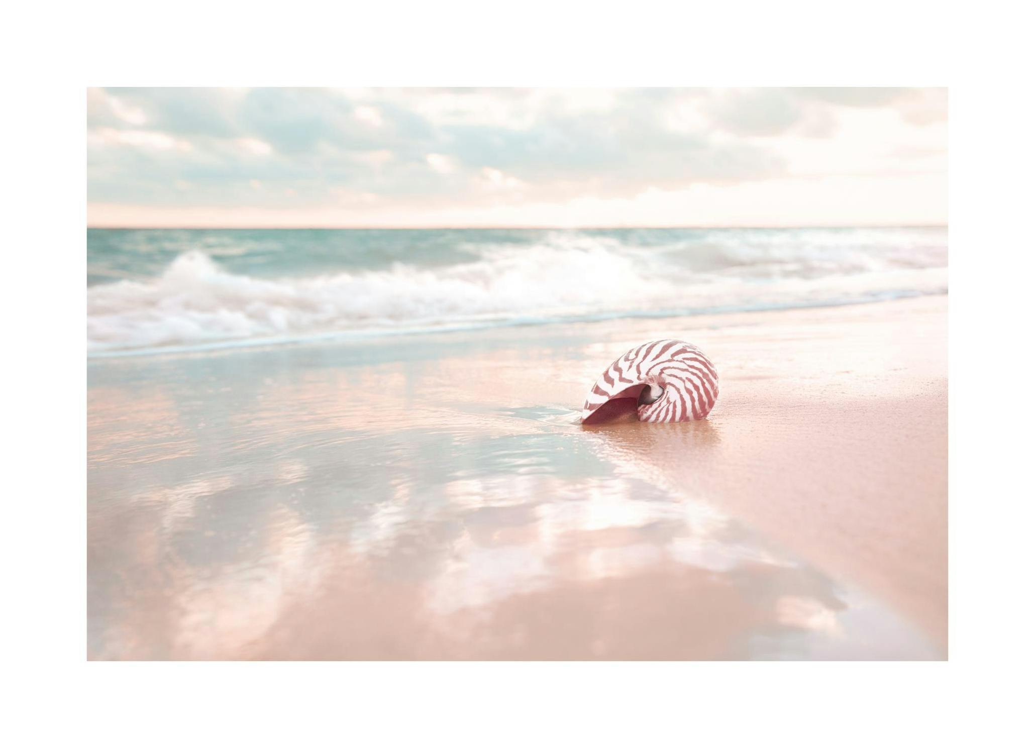 Conchiglia sulla spiaggia Poster (30x40 cm) - Poster Store