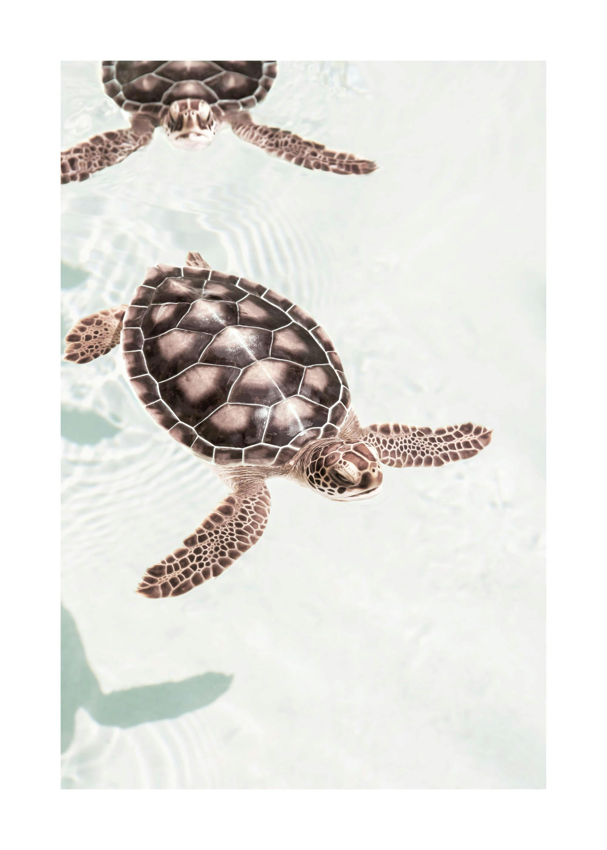 Póster de dos tortugas marinas nadando en aguas poco profundas y claras, vista desde arriba.