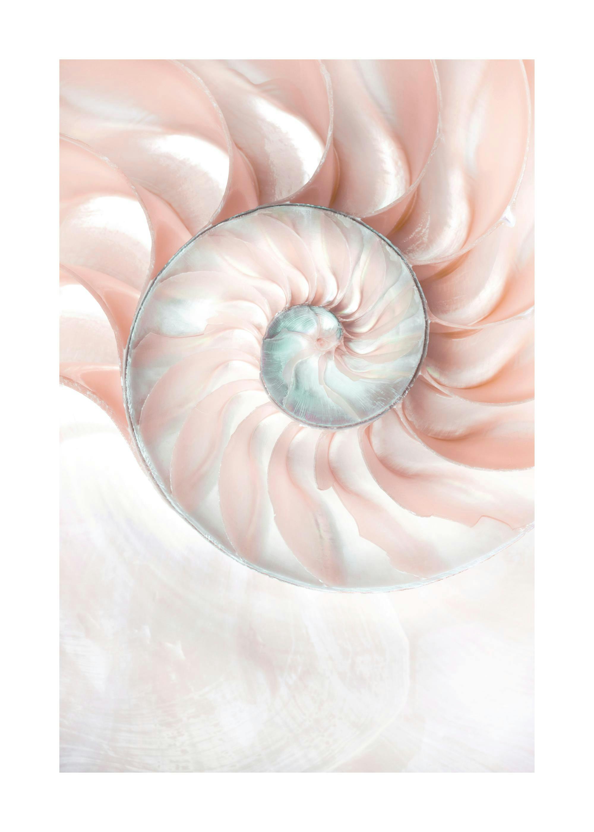 A poster featuring a close-up of a nautilus shell with delicate pink, white, and teal spiral patterns.
