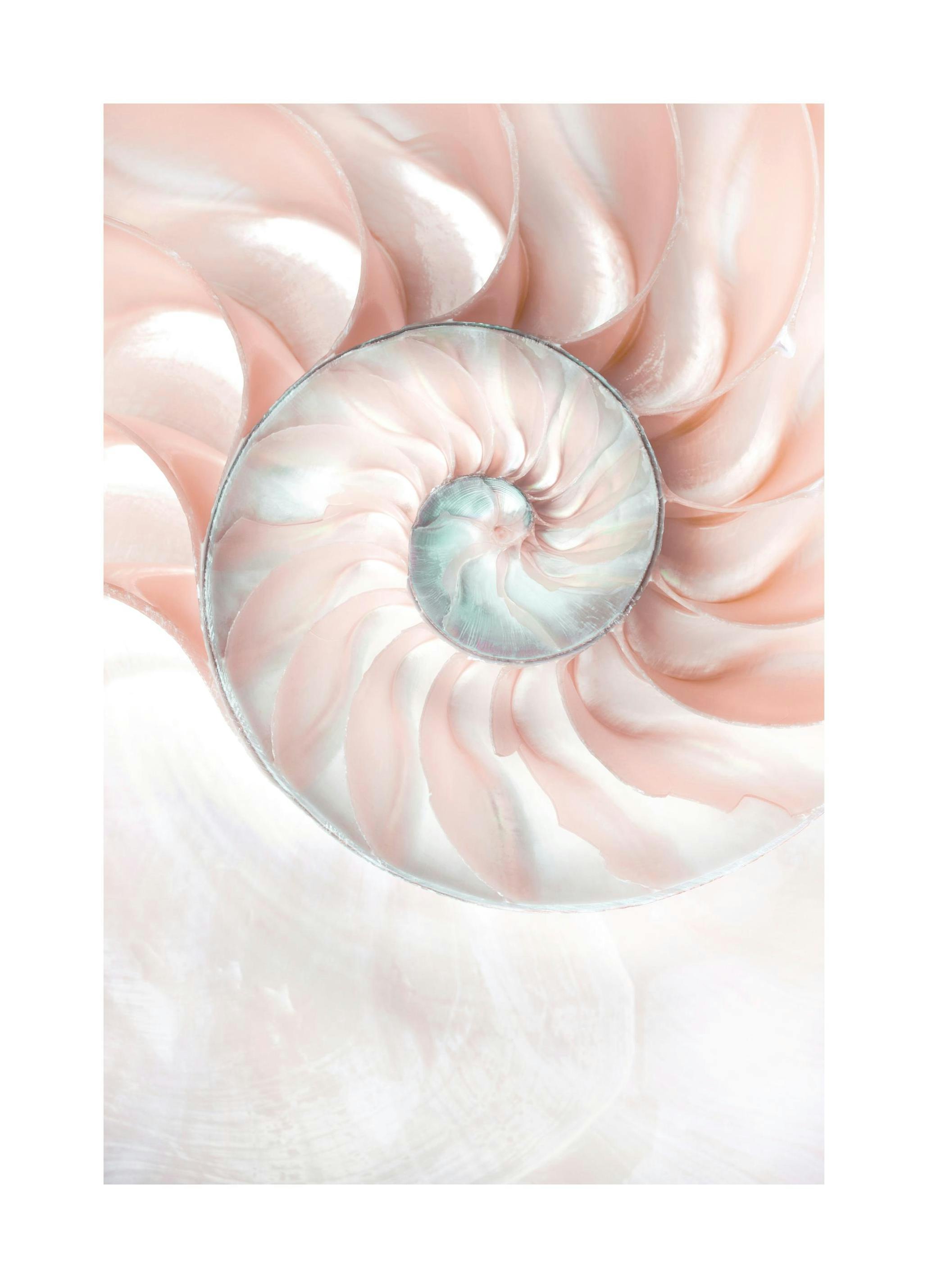 Nautilusmuschel Poster (50x70 cm) - Poster Store