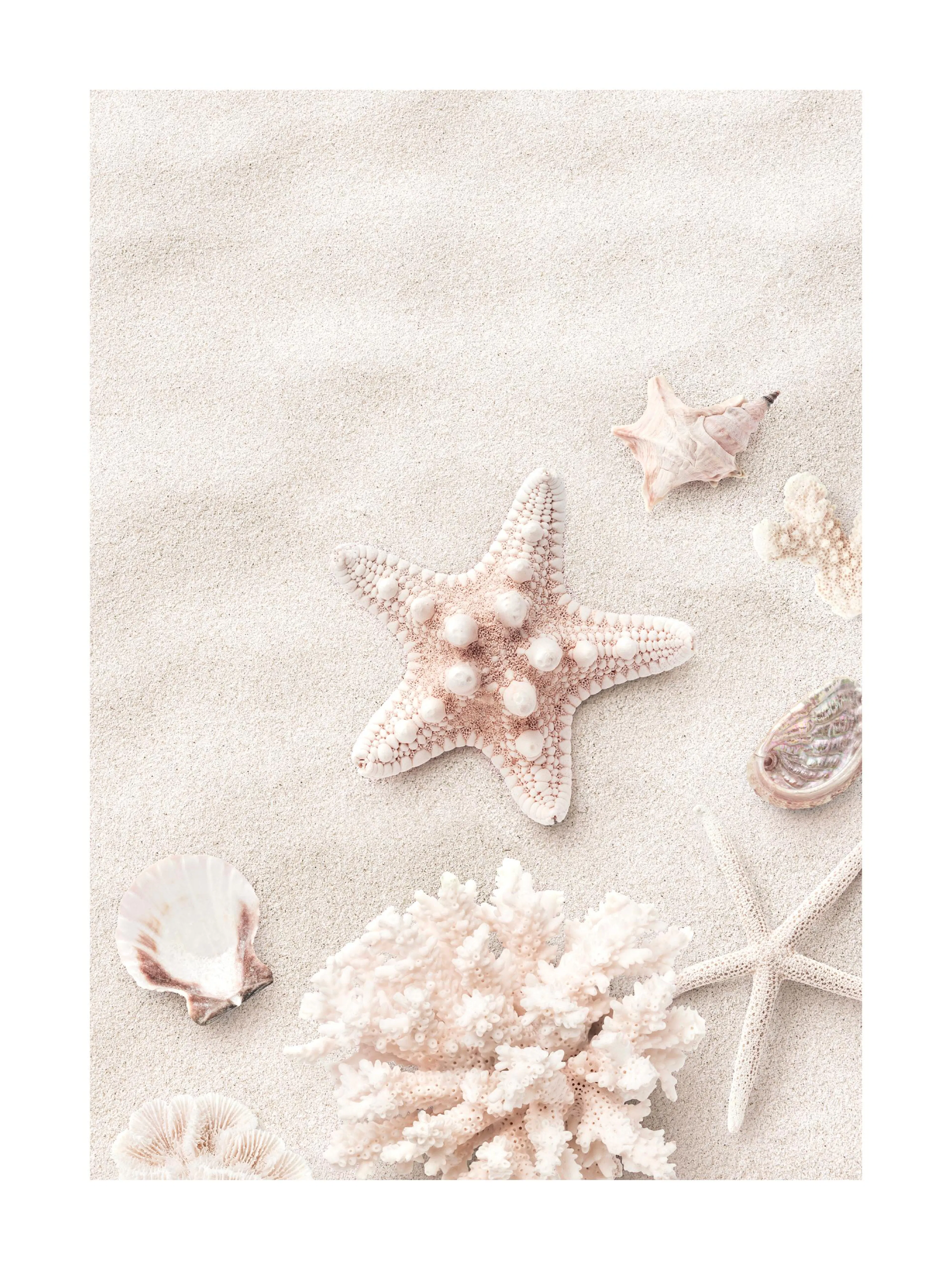 A poster featuring a collection of seashells, coral, and starfish on light beige sand.