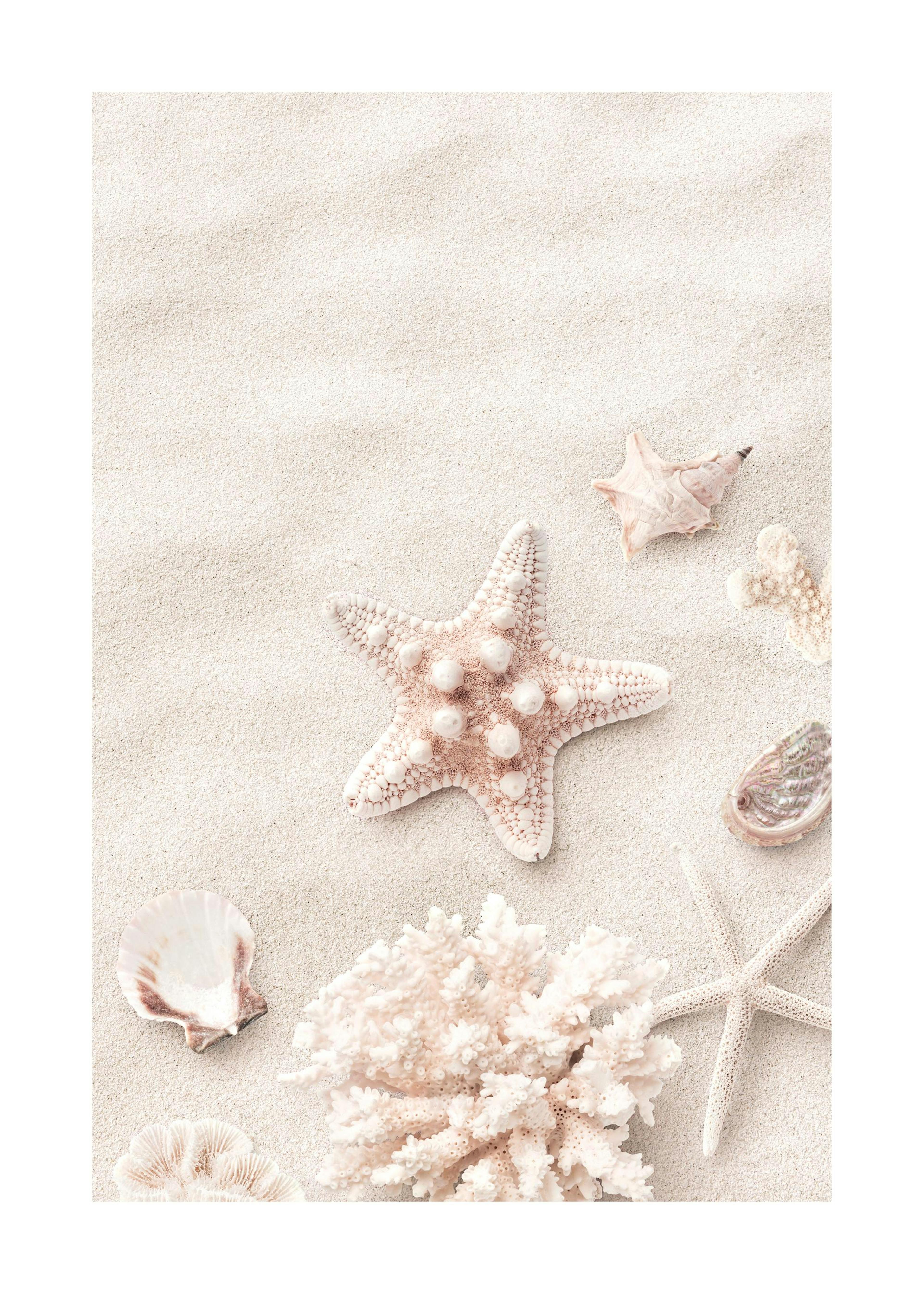 Pinker Seestern Poster 0