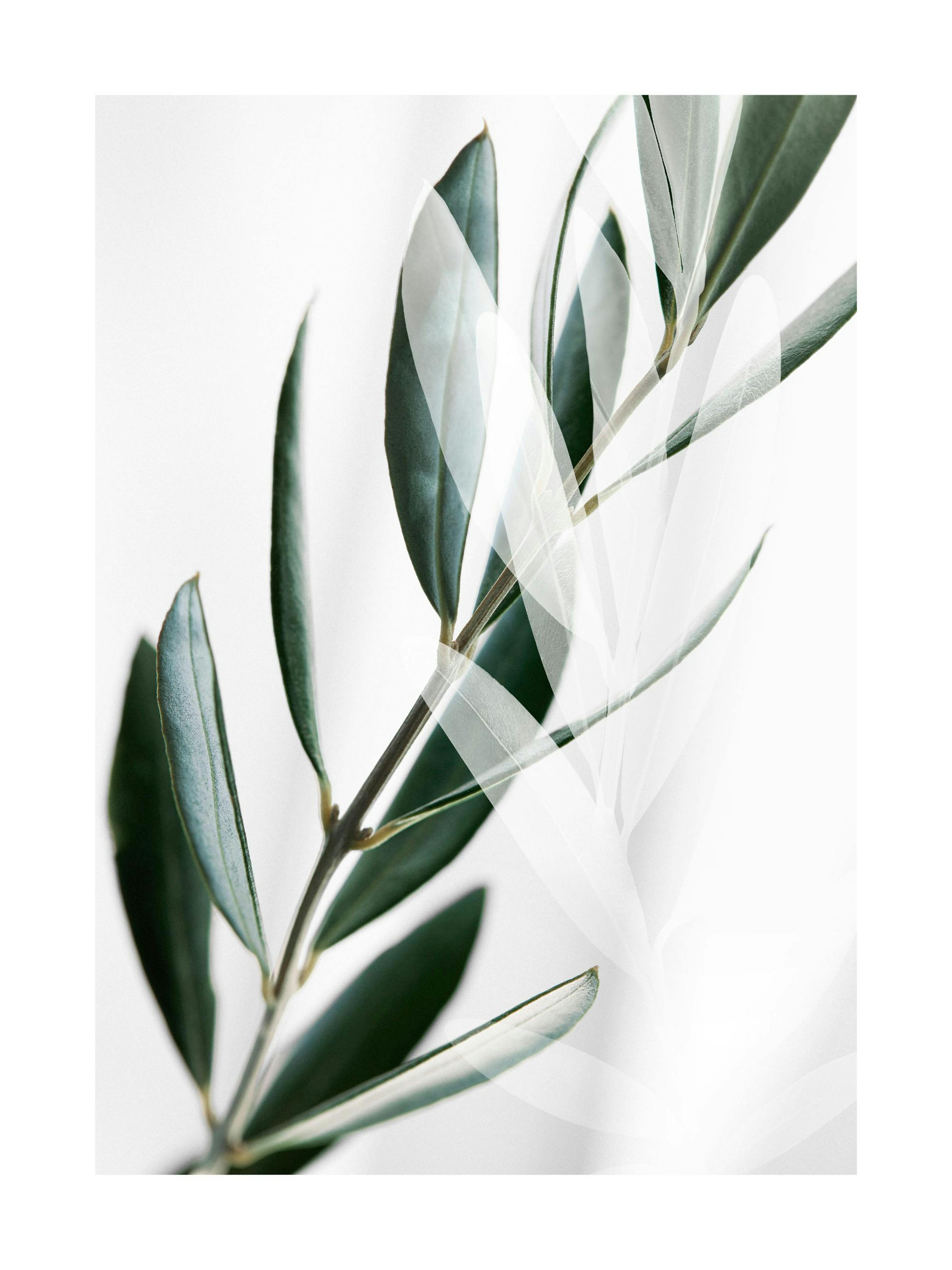 A poster featuring a close-up of a green olive branch with white transparent overlays on a light background.