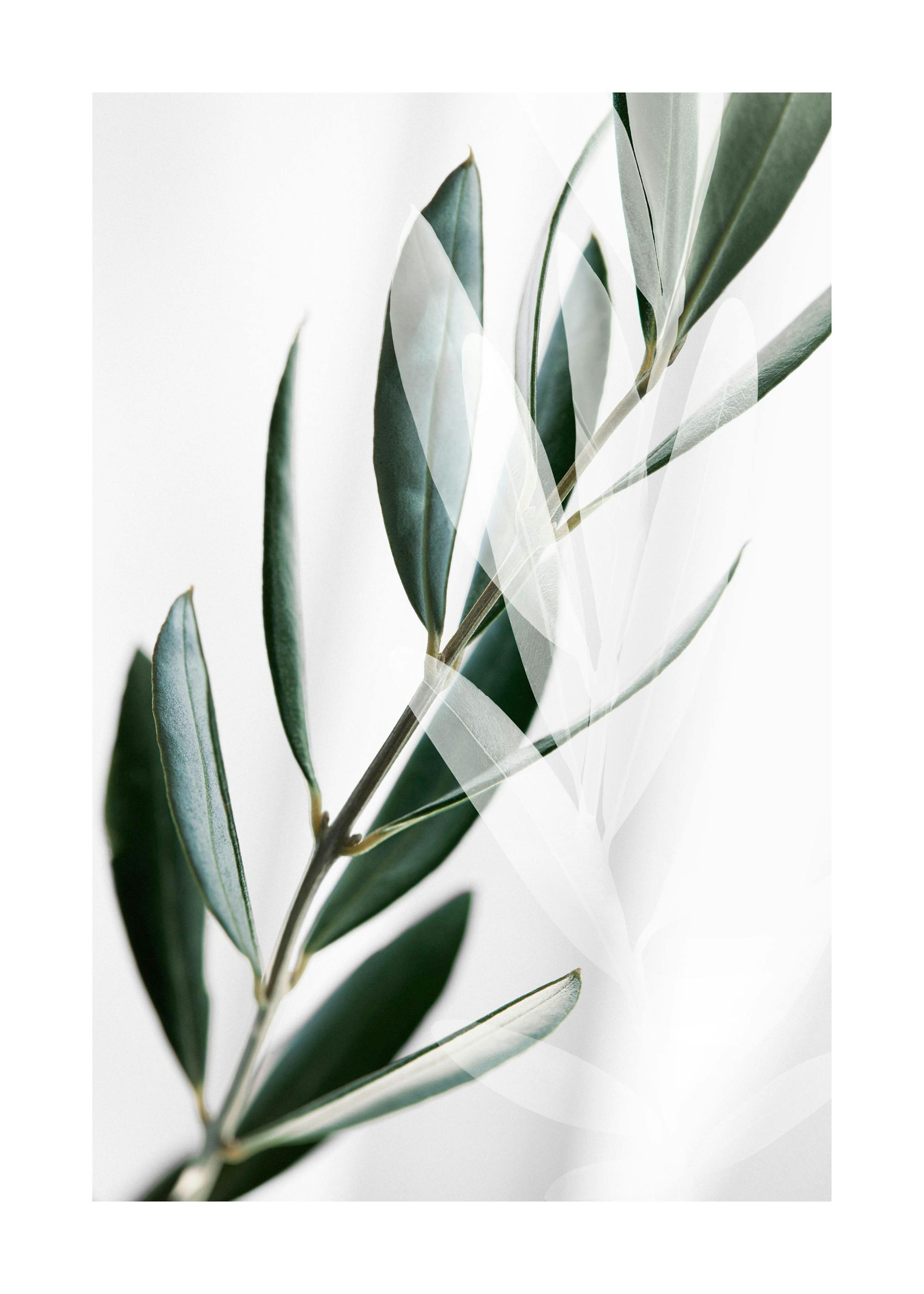 Olive Branch Shades Poster 0